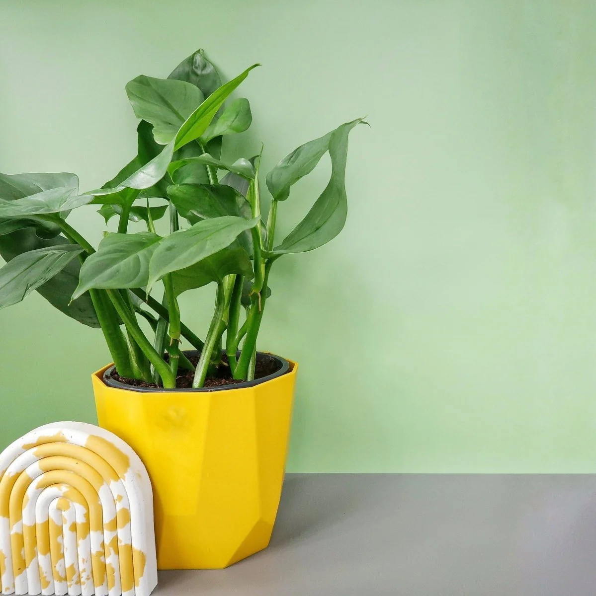 PHILODENDRON HASTUM SILVER SWORD - Image 3