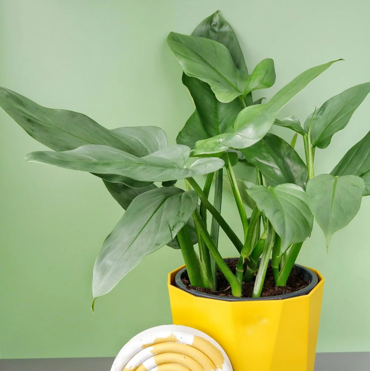 PHILODENDRON HASTUM SILVER SWORD - Image 4