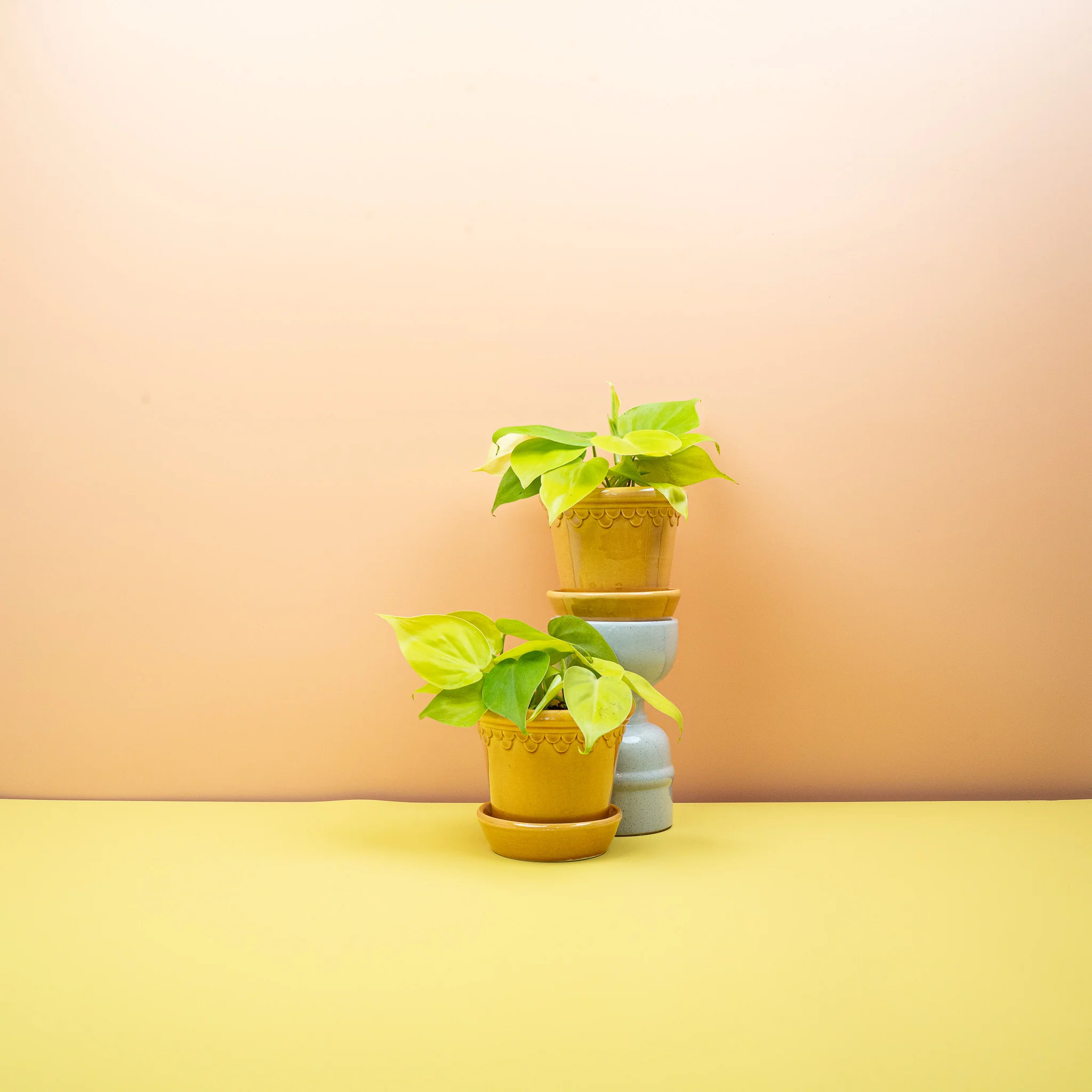 PHILODENDRON HEDERACEUM LEMON LIME - Image 12