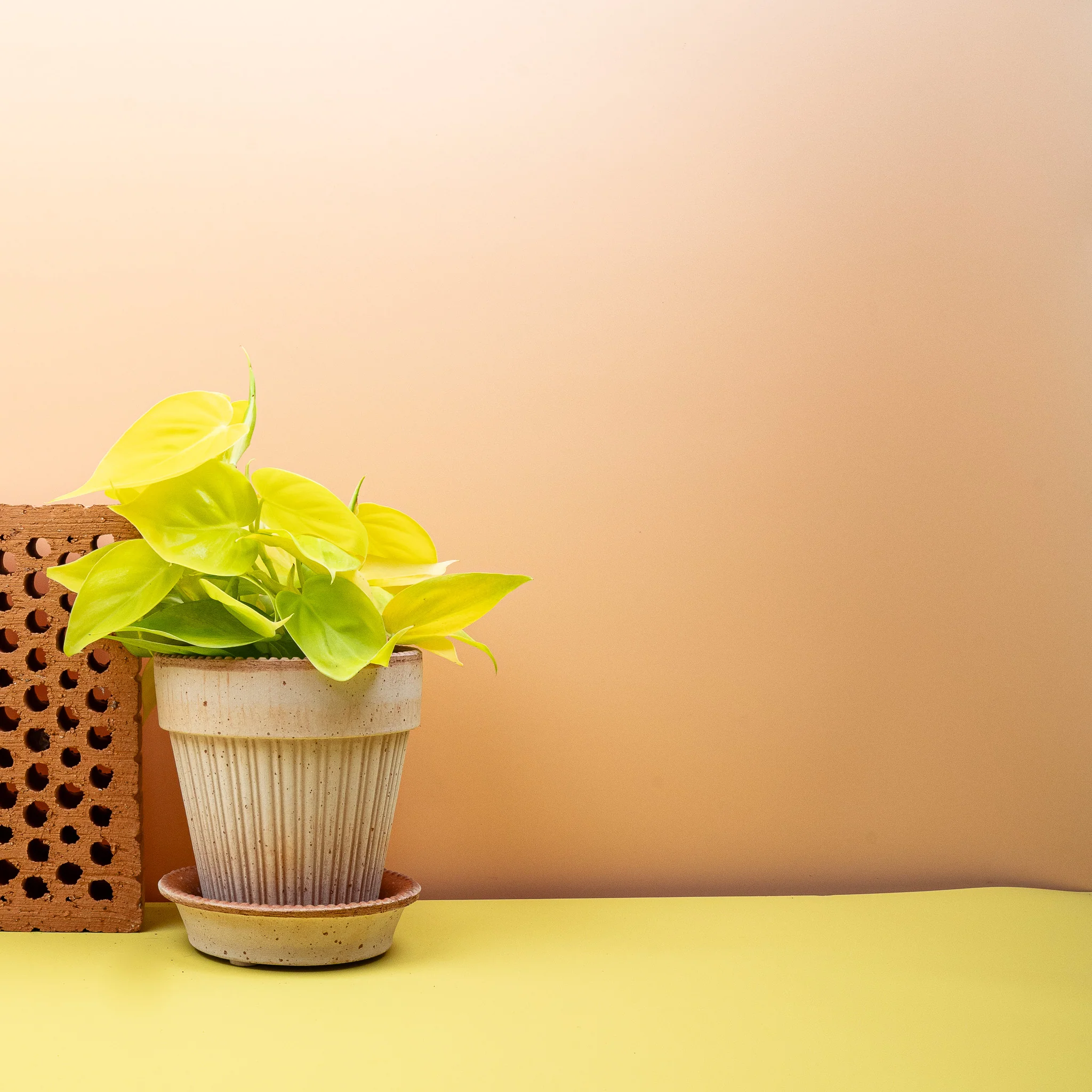 PHILODENDRON HEDERACEUM LEMON LIME - Image 2
