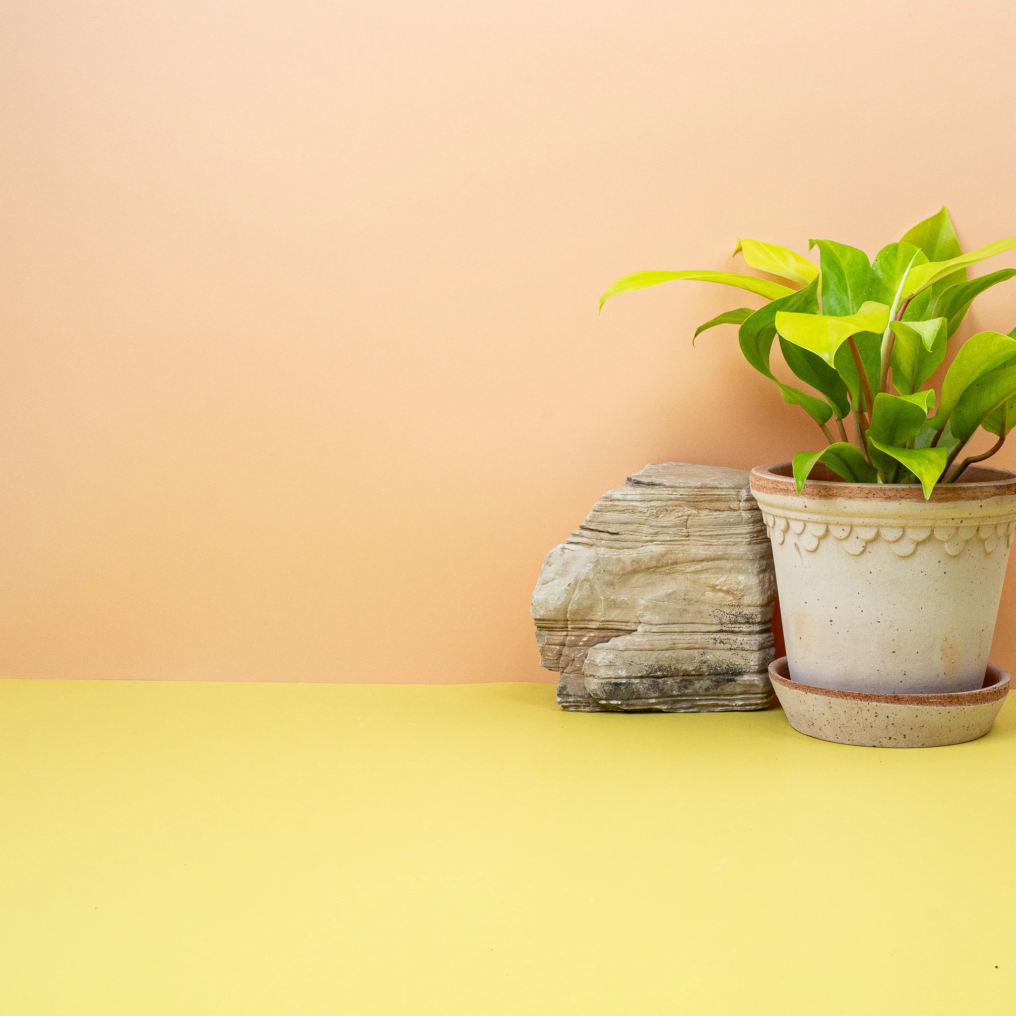 PHILODENDRON MALAY GOLD - Image 3
