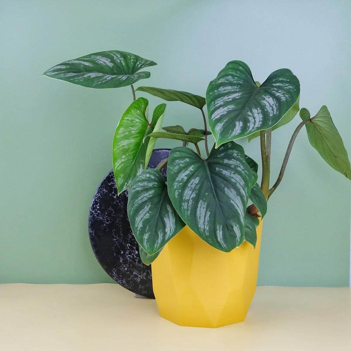 PHILODENDRON MAMEI