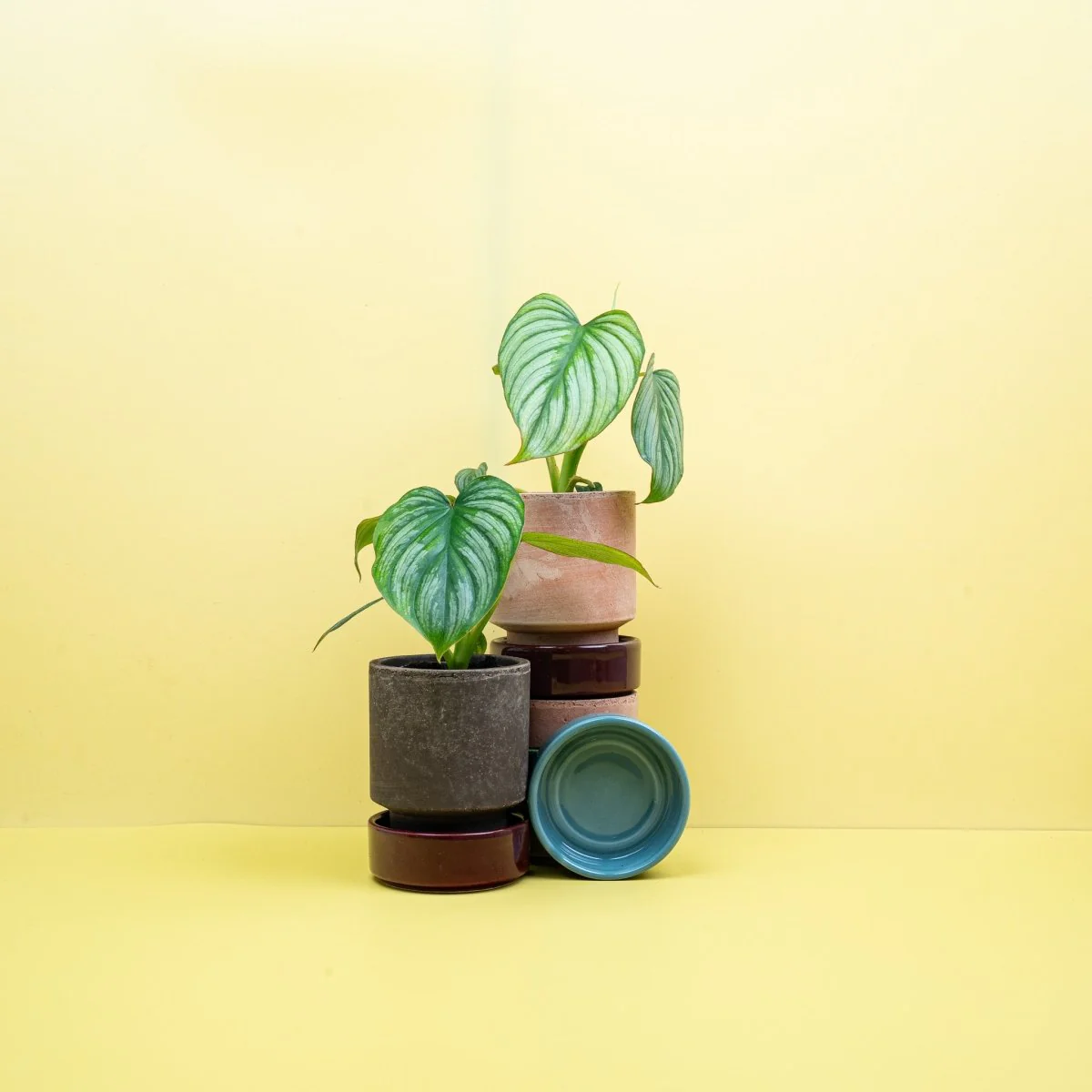 PHILODENDRON MAMEI - Image 11