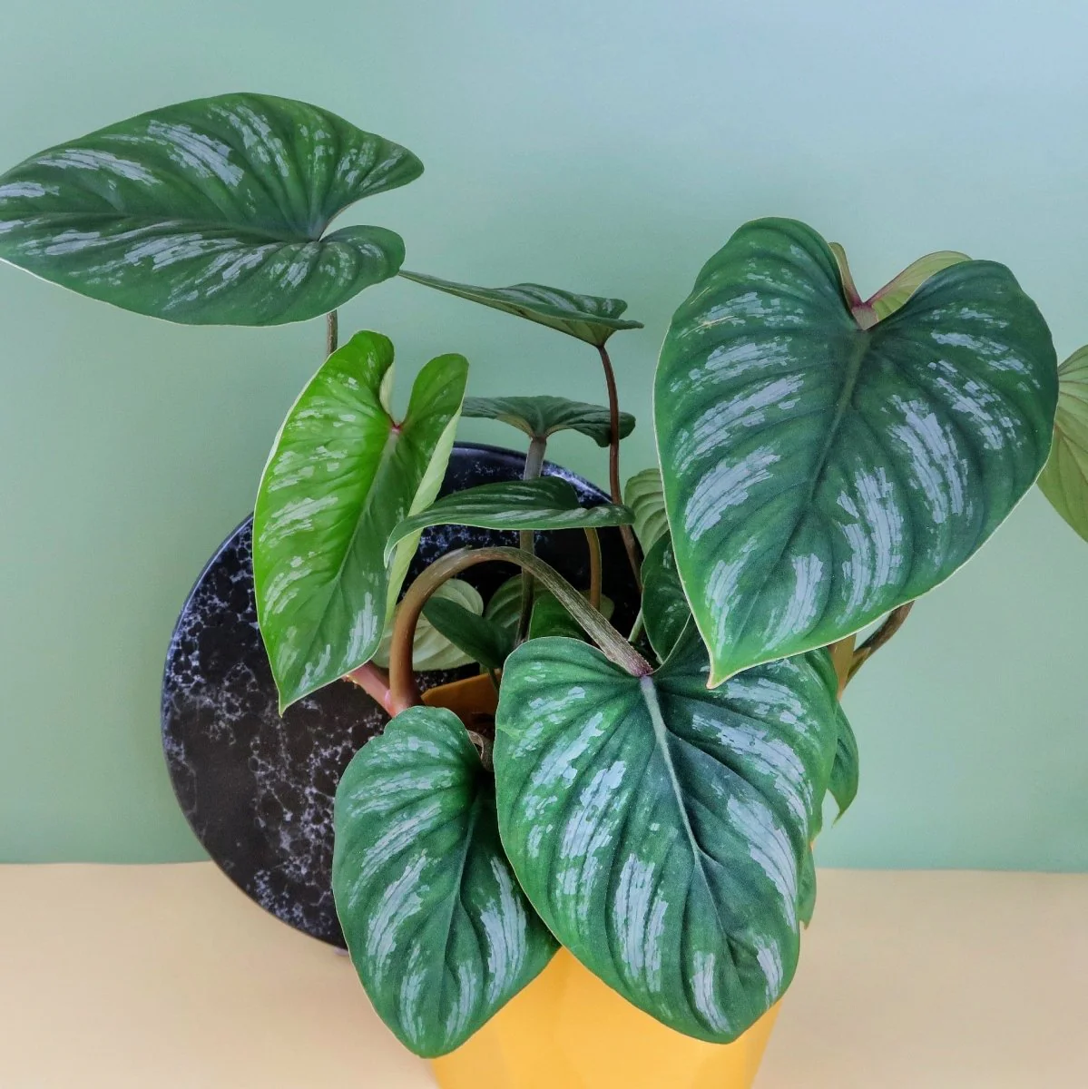 PHILODENDRON MAMEI - Image 5