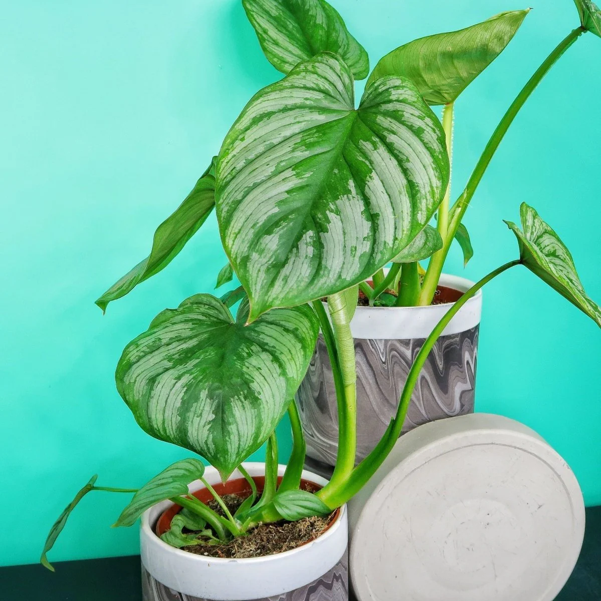 PHILODENDRON MAMEI - Image 9