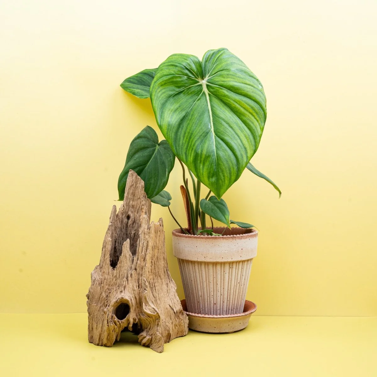 PHILODENDRON MCDOWELL