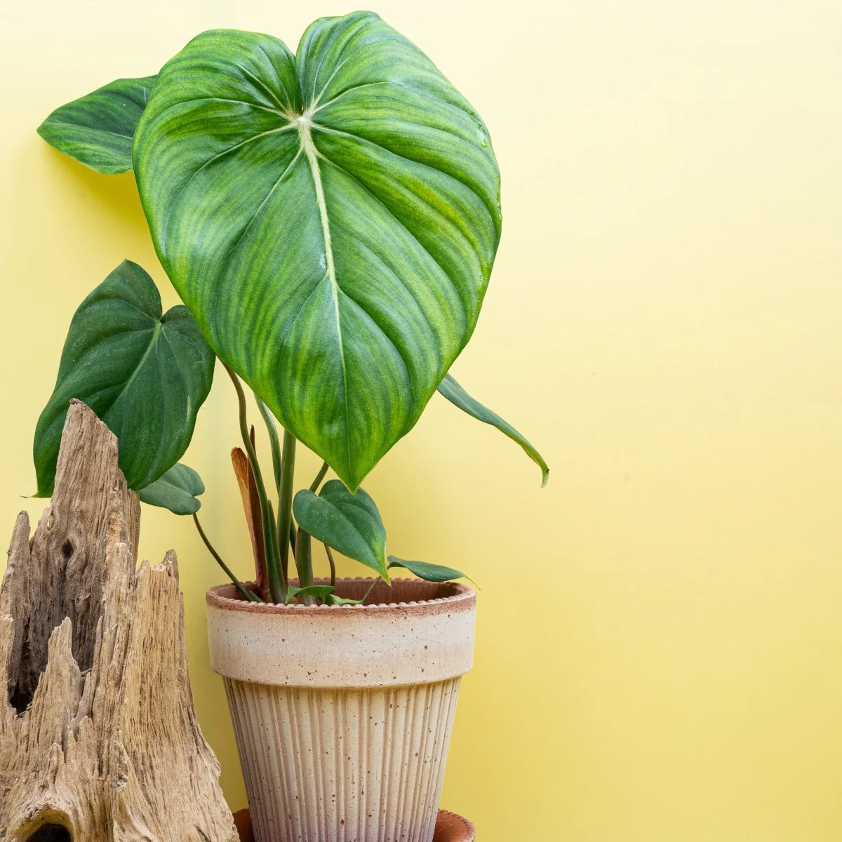 PHILODENDRON MCDOWELL - Image 2