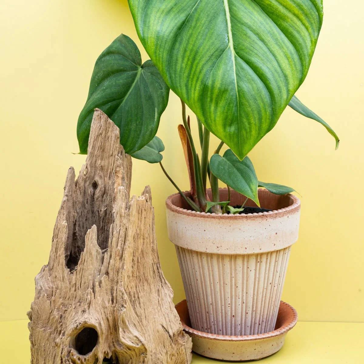 PHILODENDRON MCDOWELL - Image 3