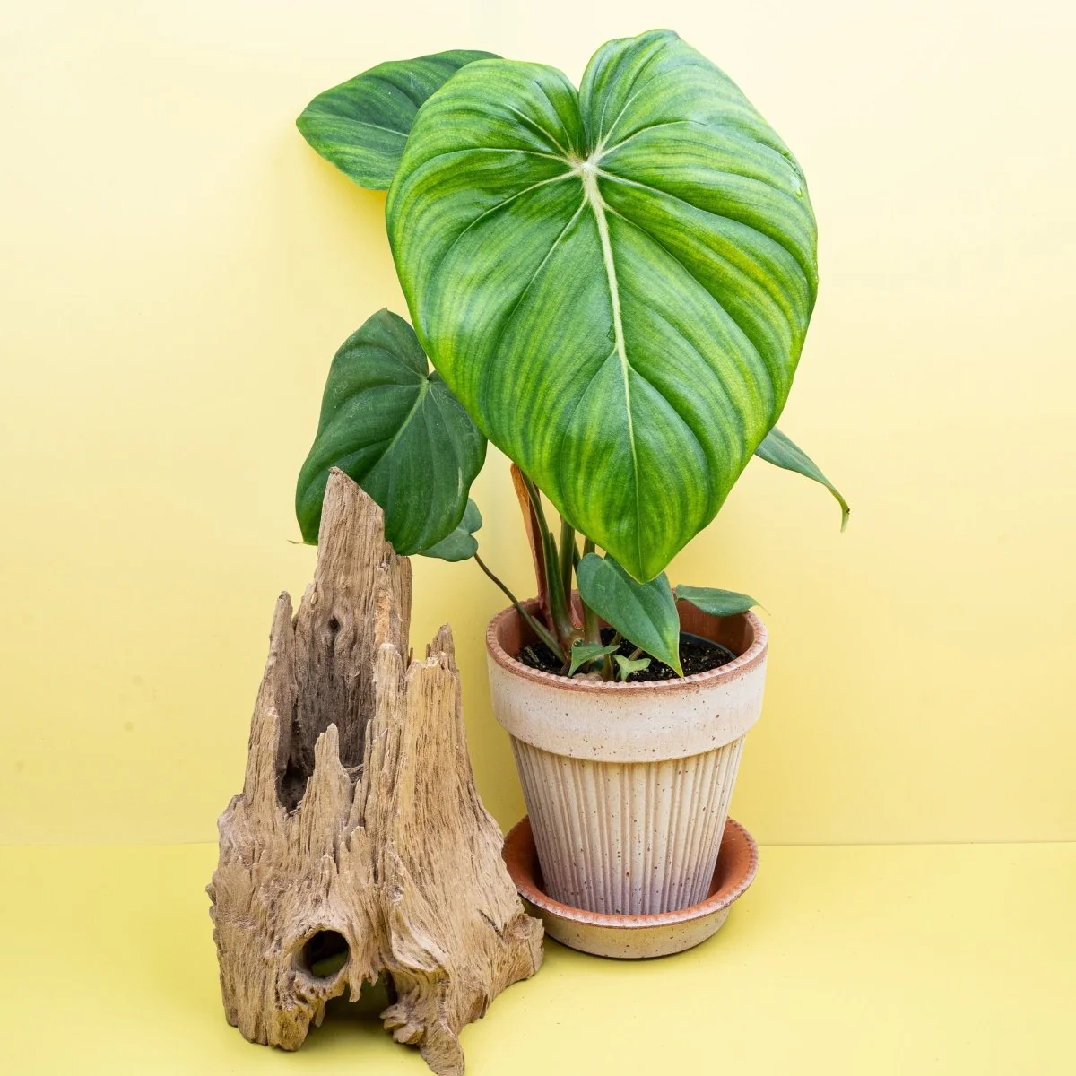 PHILODENDRON MCDOWELL - Image 5