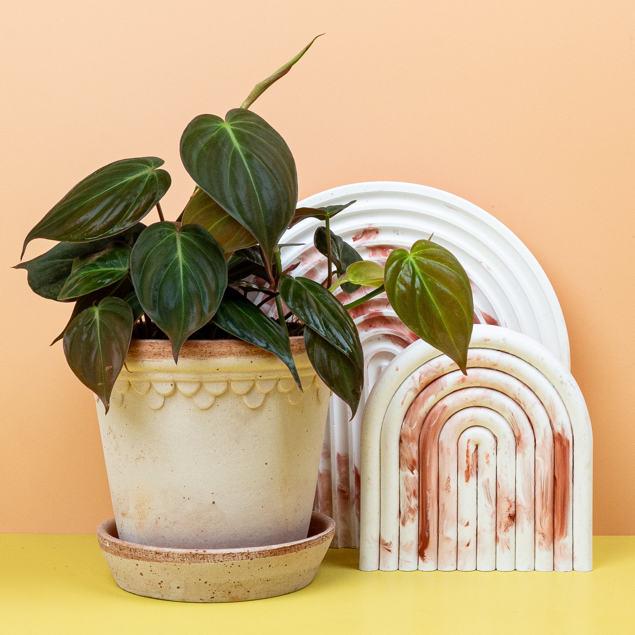 PHILODENDRON MICANS - Image 5