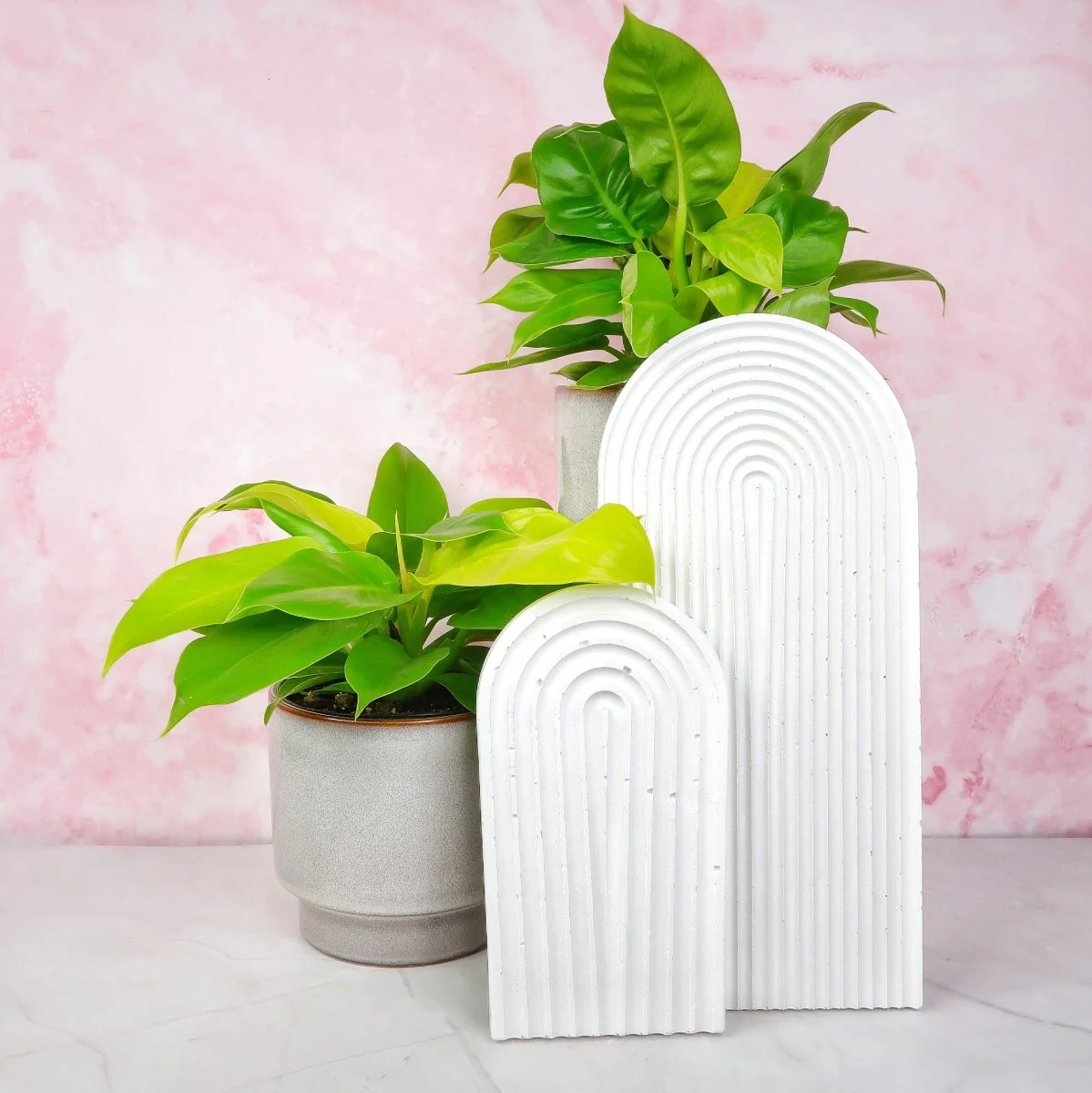 PHILODENDRON MOONLIGHT