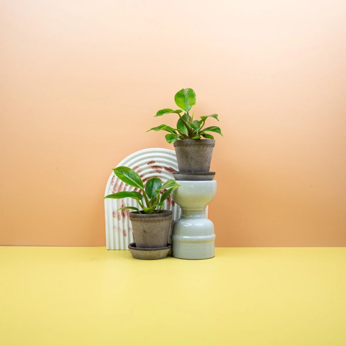 PHILODENDRON MOONLIGHT - Image 10