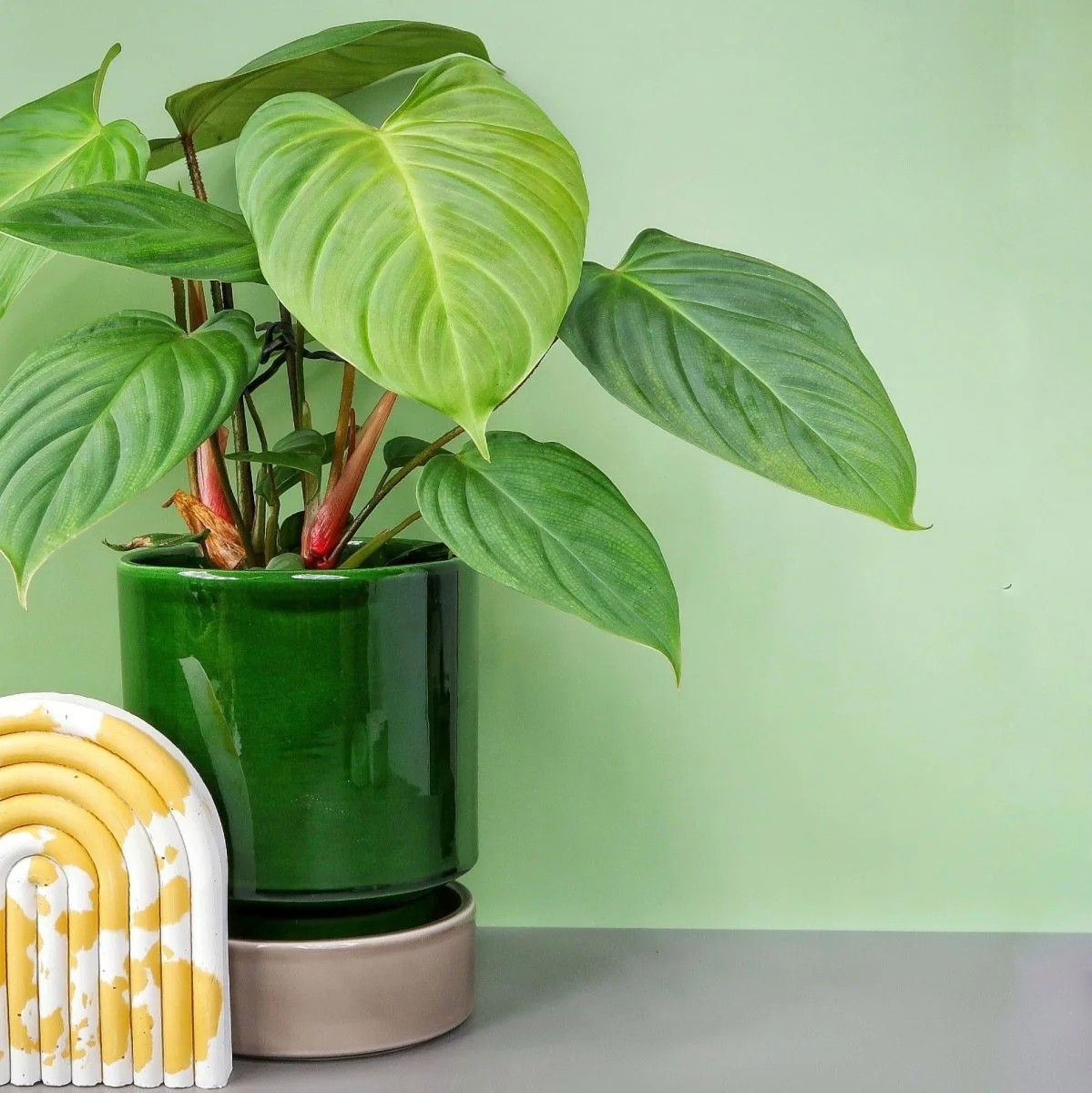 PHILODENDRON NANGARITENSE - Image 3