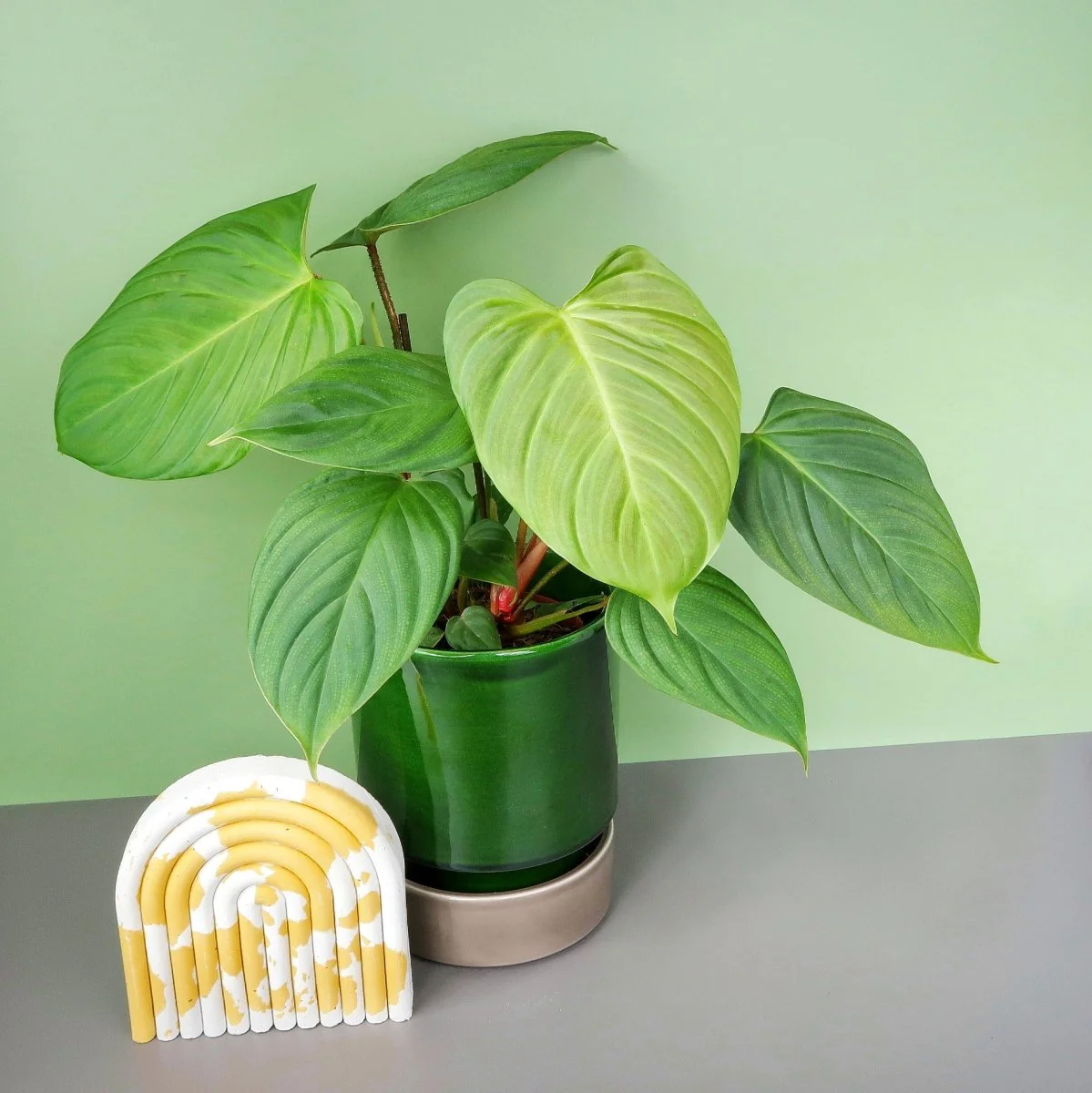 PHILODENDRON NANGARITENSE - Image 4