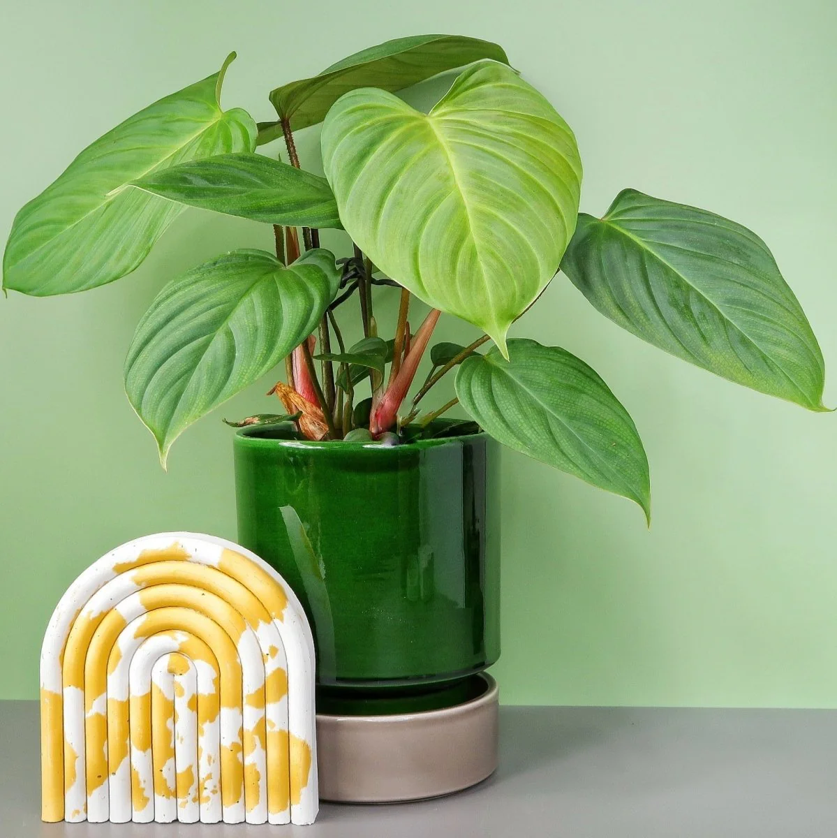 PHILODENDRON NANGARITENSE - Image 5