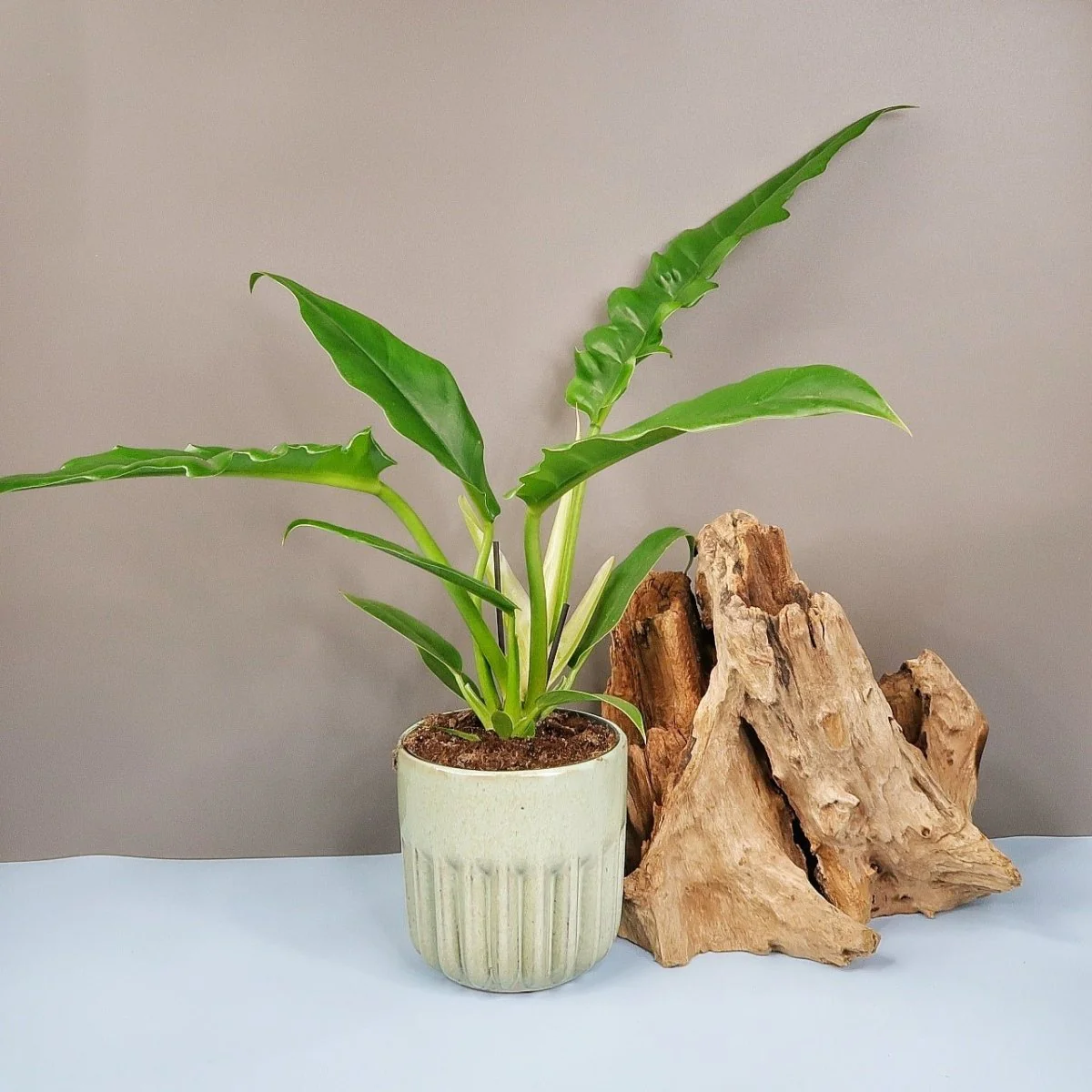 PHILODENDRON NARROW