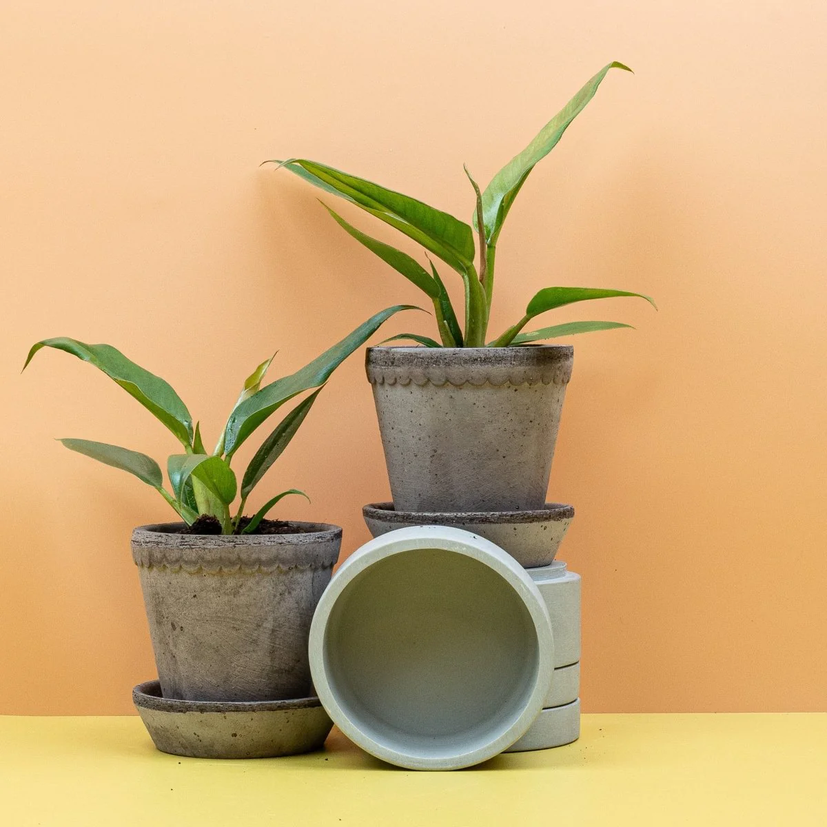PHILODENDRON NARROW - Image 10