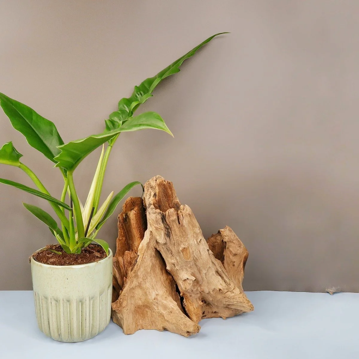 PHILODENDRON NARROW - Image 3