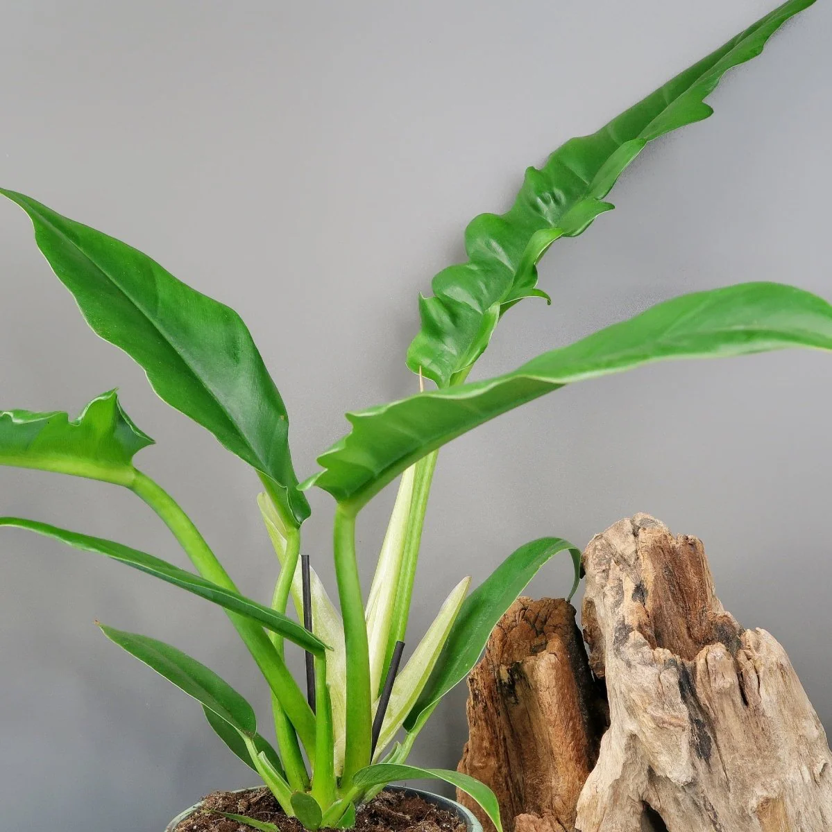 PHILODENDRON NARROW - Image 4