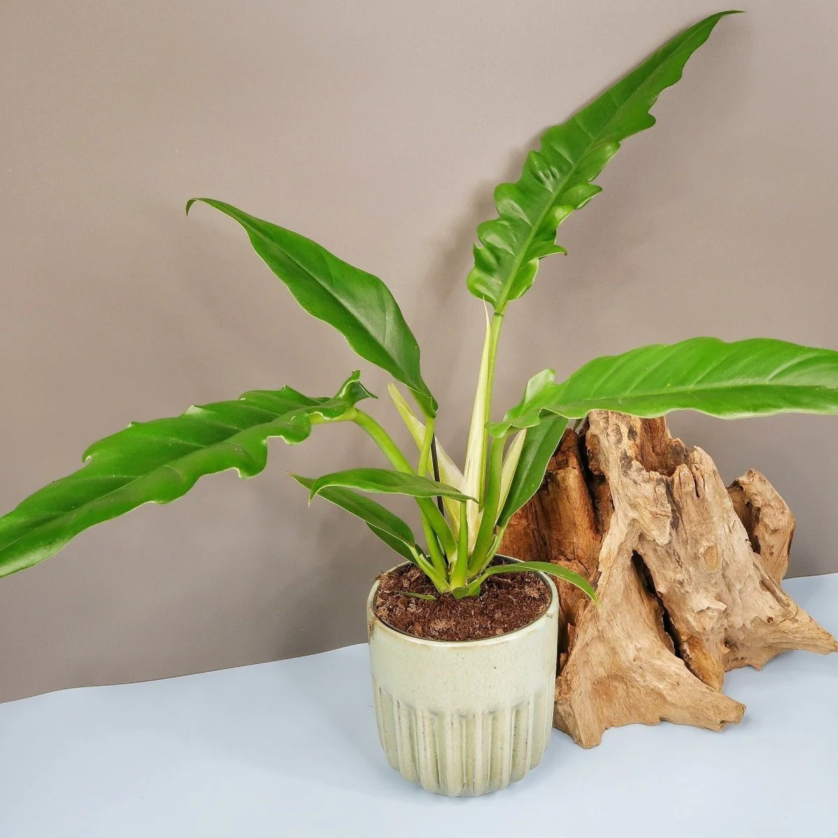 PHILODENDRON NARROW - Image 5