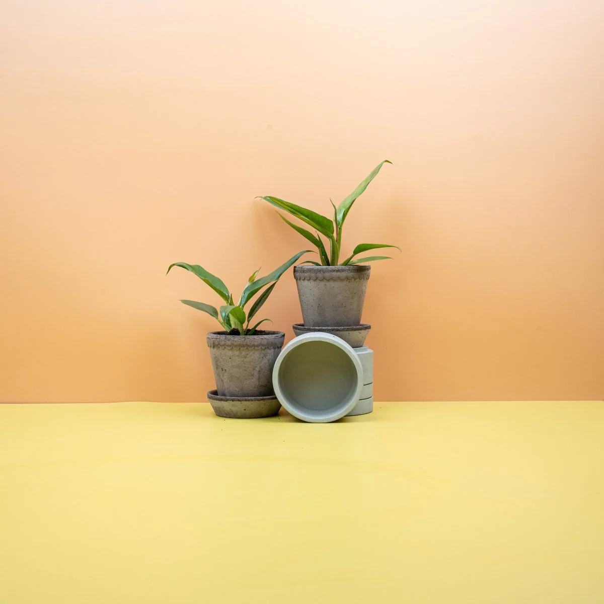 PHILODENDRON NARROW - Image 6