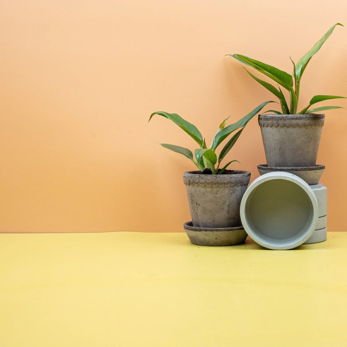 PHILODENDRON NARROW - Image 7