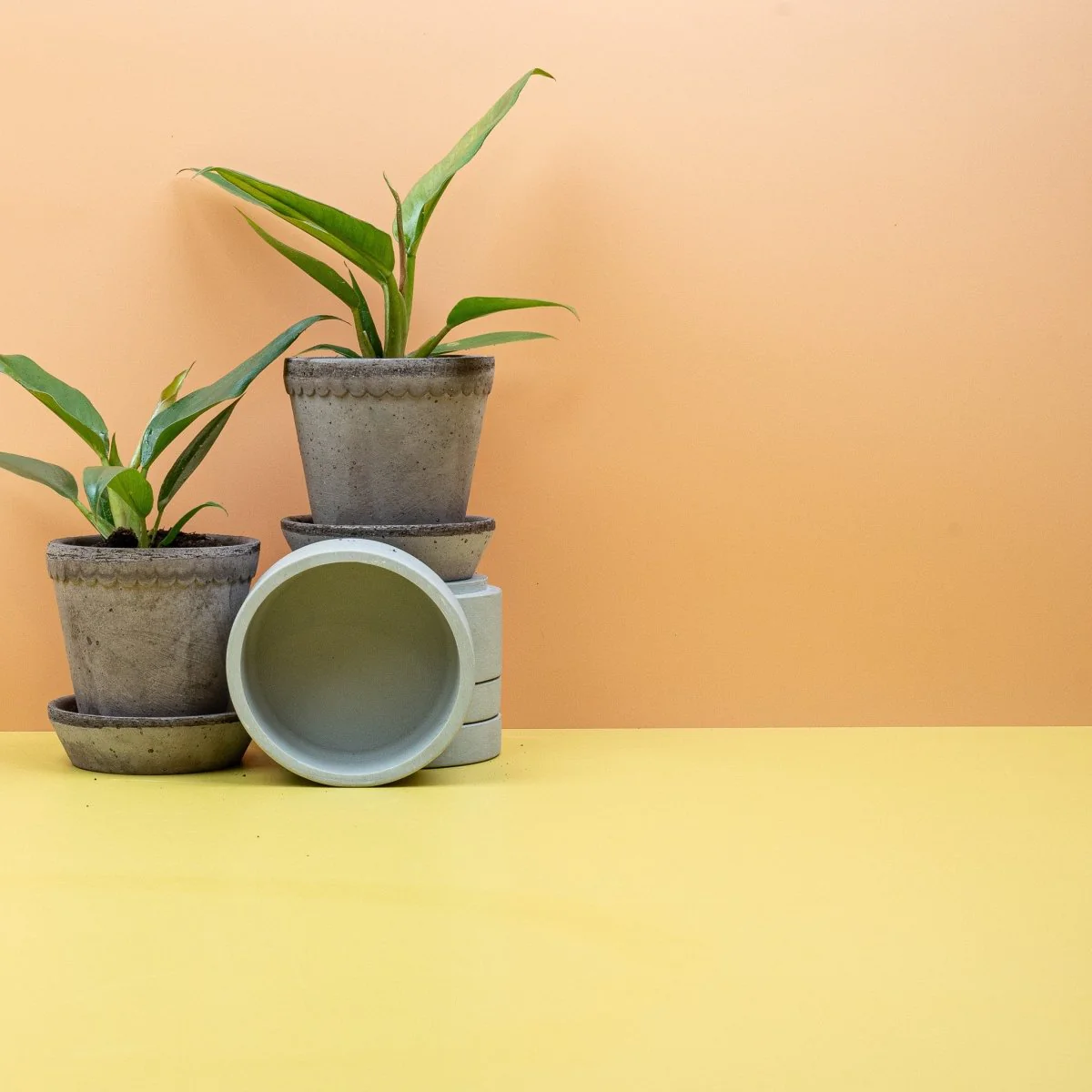 PHILODENDRON NARROW - Image 8