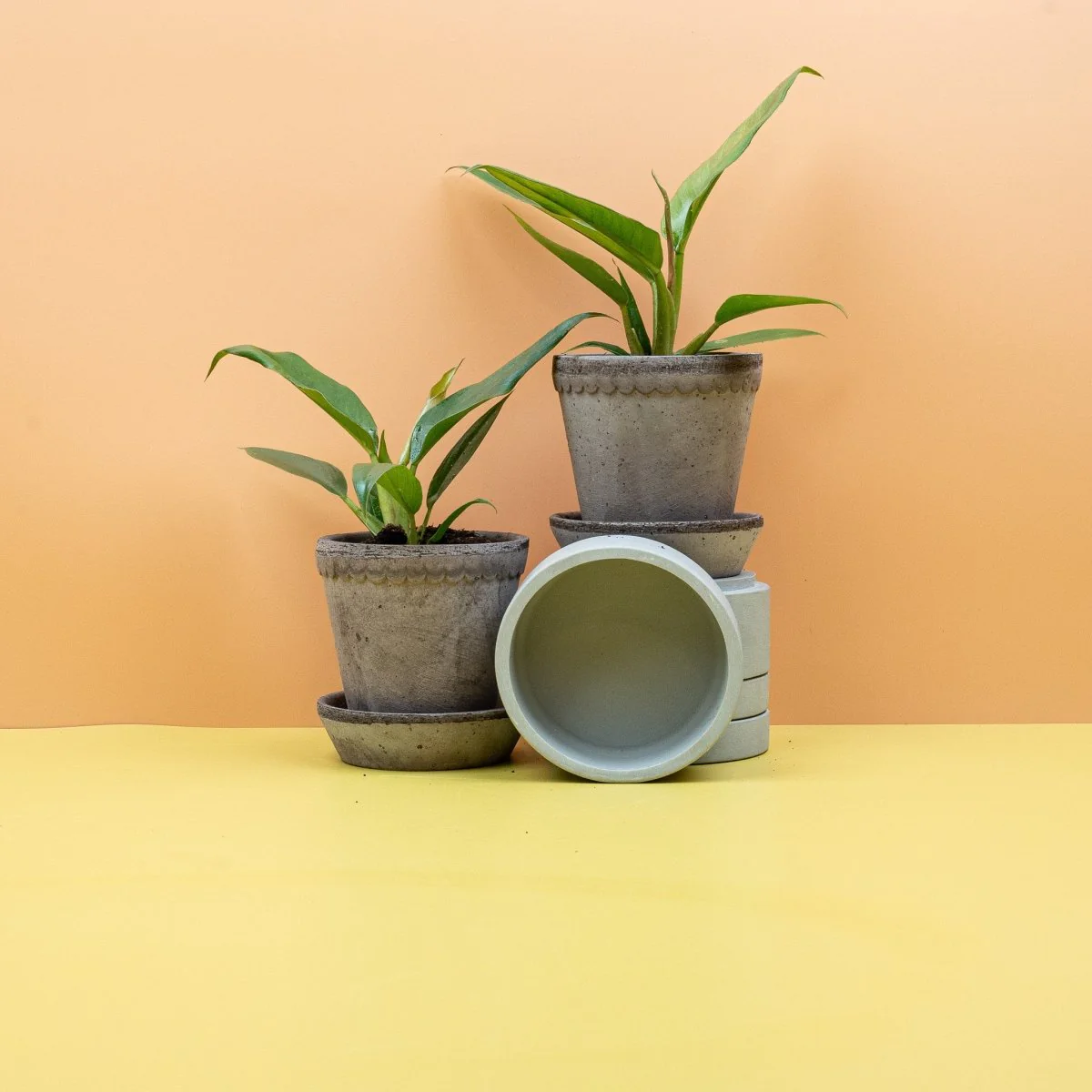 PHILODENDRON NARROW - Image 9