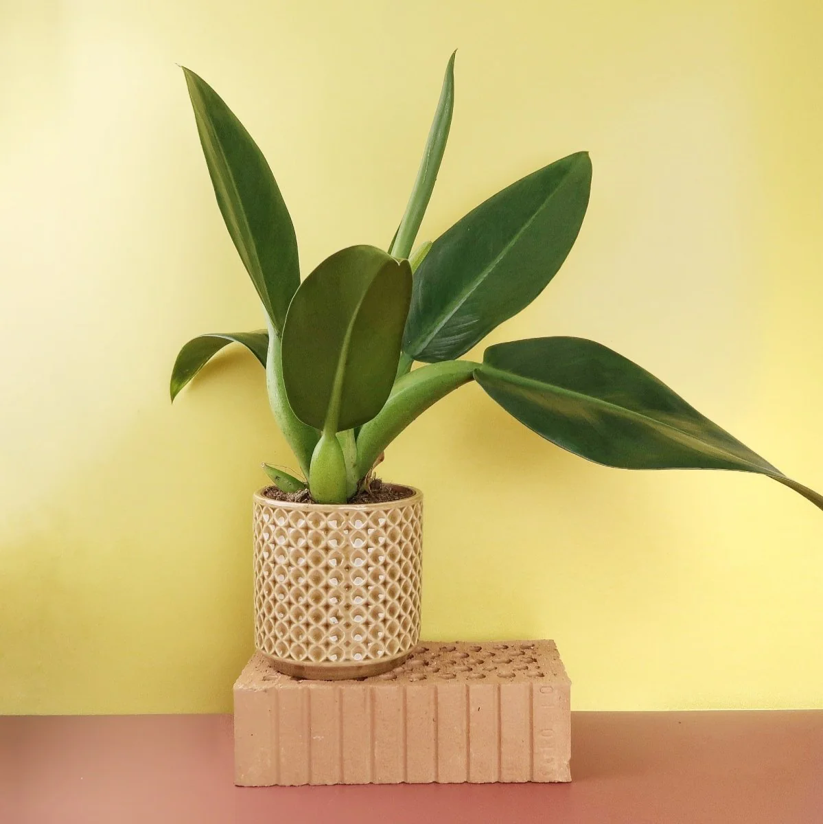 PHILODENDRON PACOVA