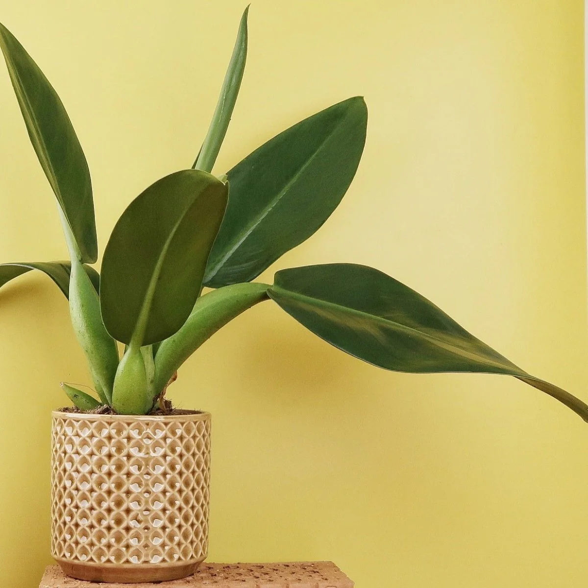 PHILODENDRON PACOVA - Image 3