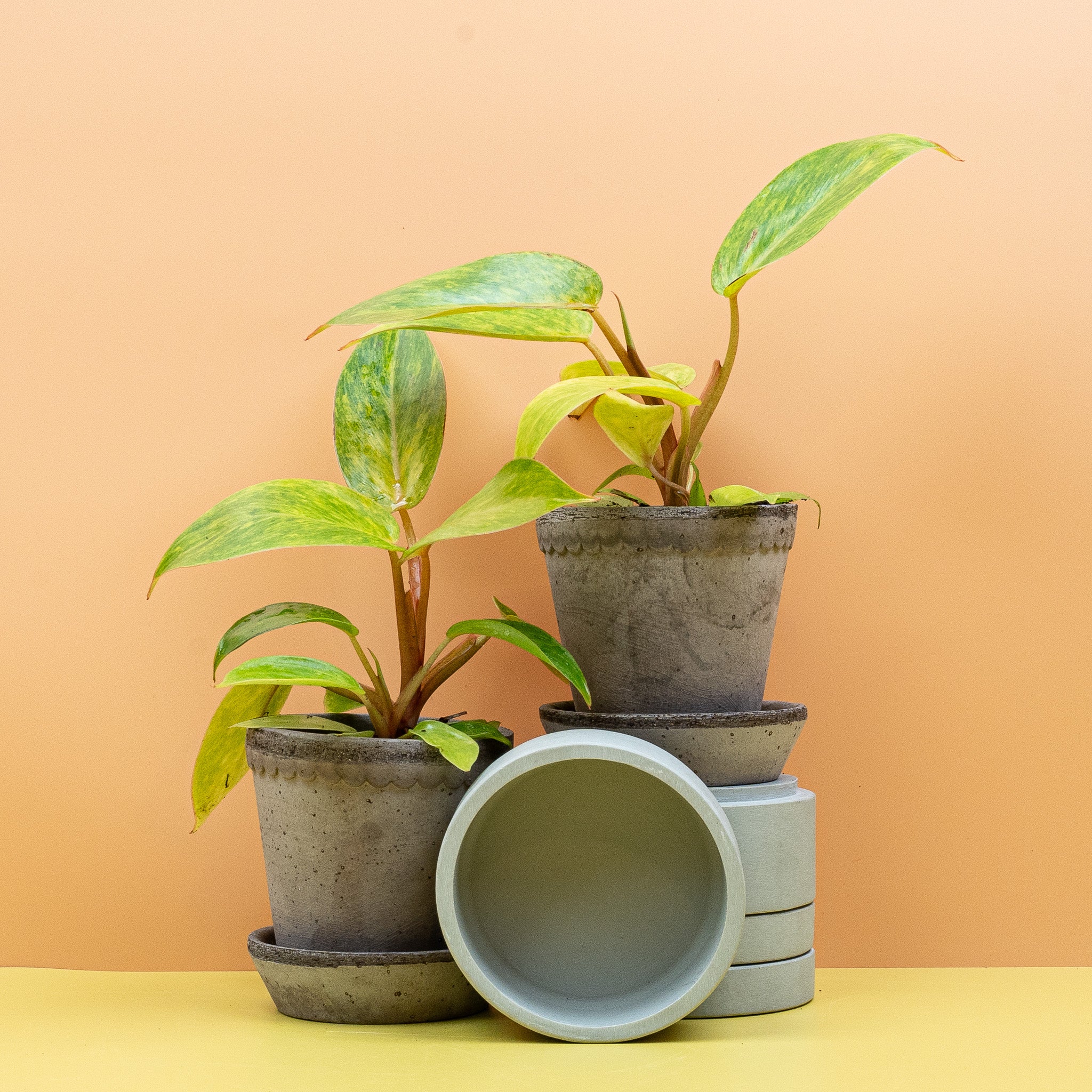 PHILODENDRON PAINTED LADY - Image 10