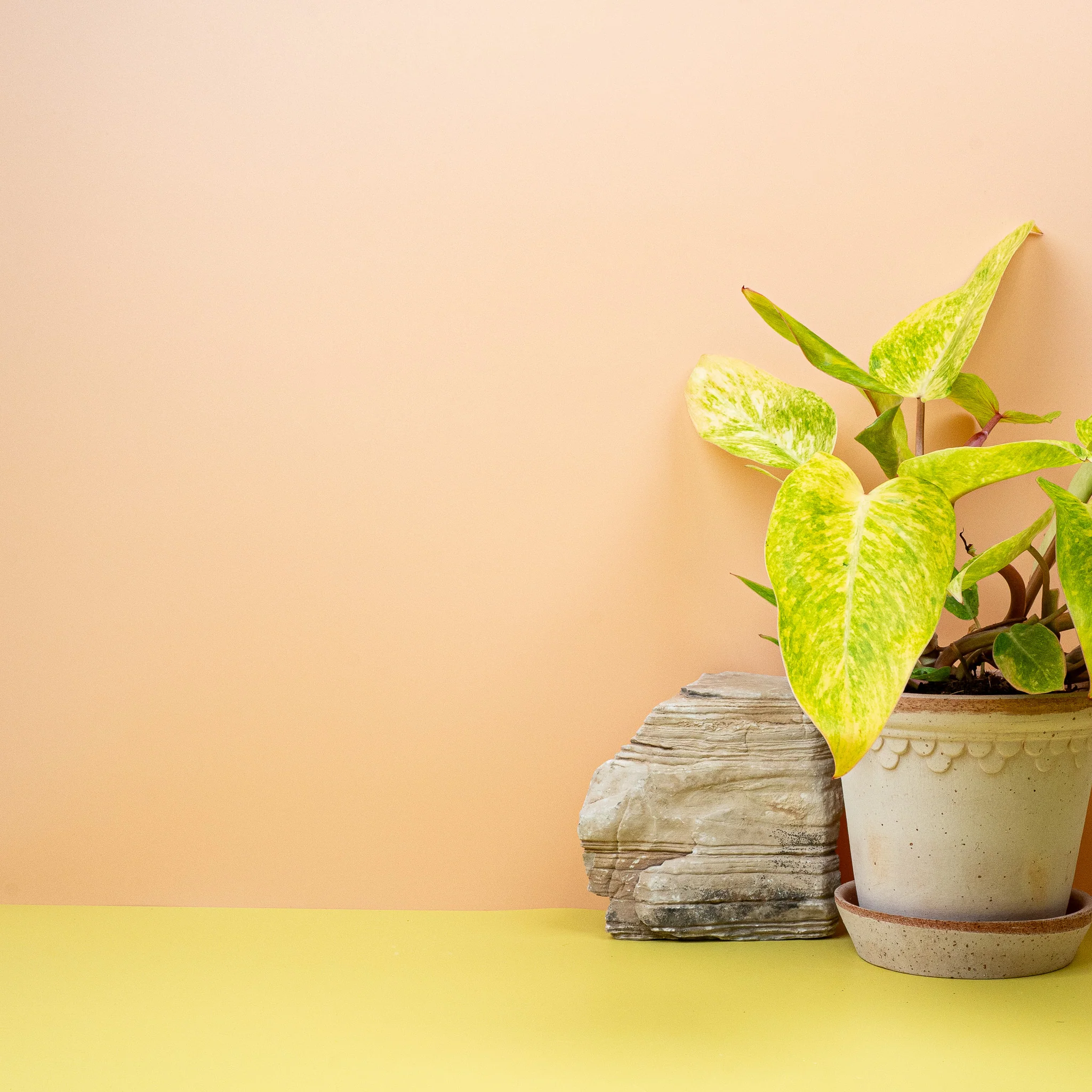 PHILODENDRON PAINTED LADY - Image 3
