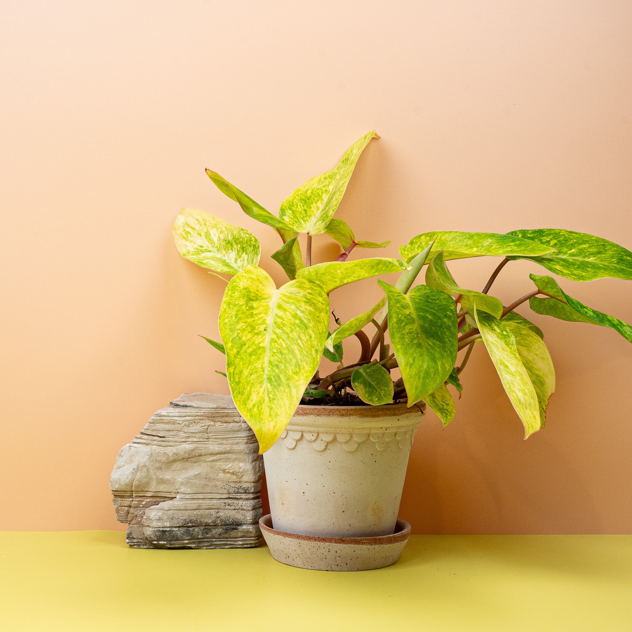 PHILODENDRON PAINTED LADY - Image 4
