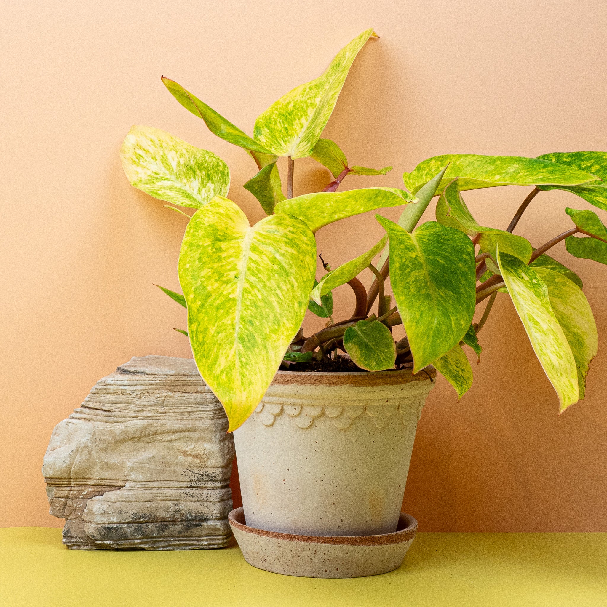 PHILODENDRON PAINTED LADY - Image 5