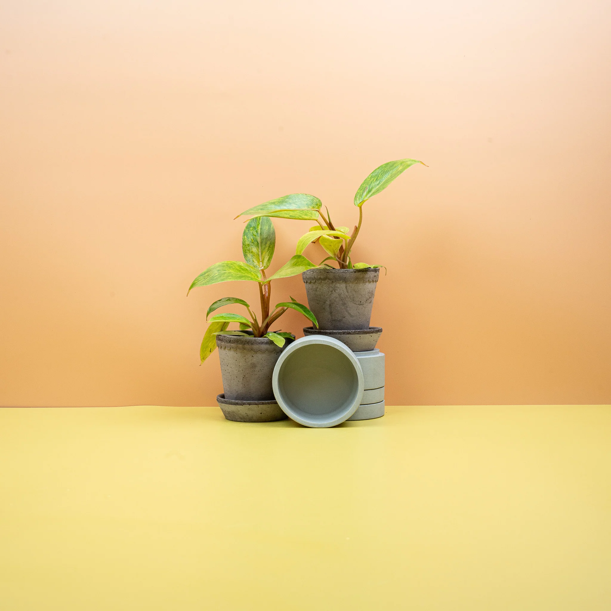 PHILODENDRON PAINTED LADY - Image 6