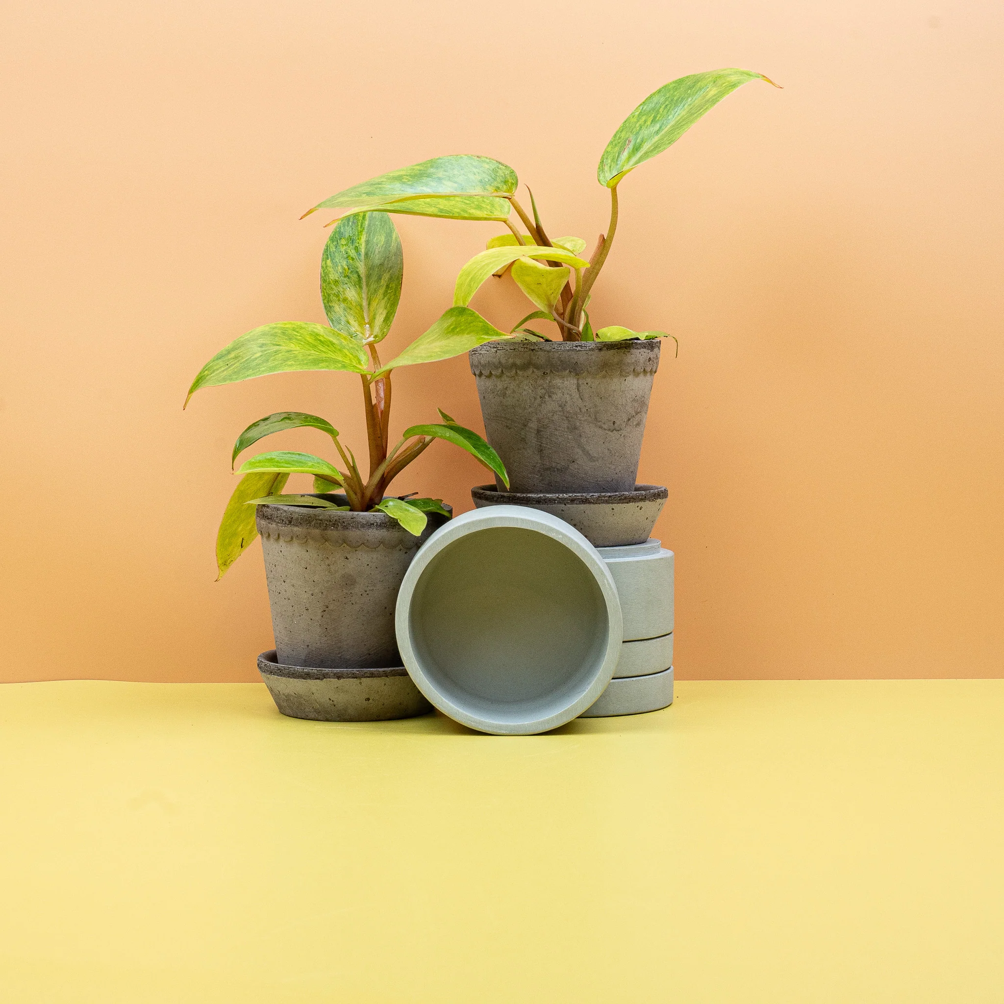 PHILODENDRON PAINTED LADY - Image 7