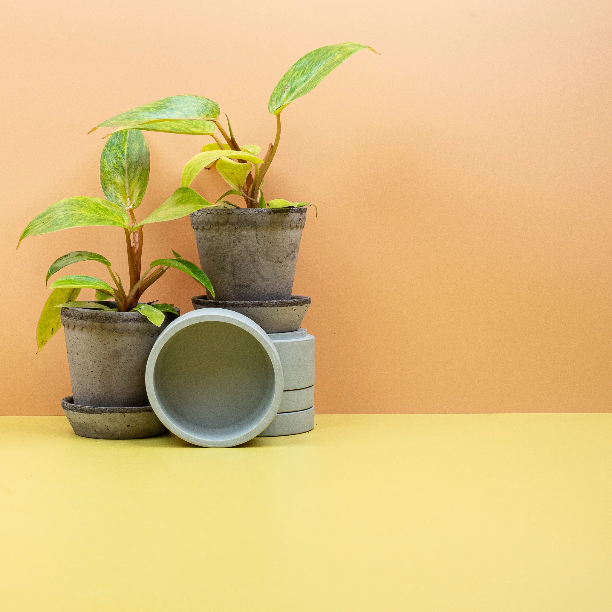 PHILODENDRON PAINTED LADY - Image 8