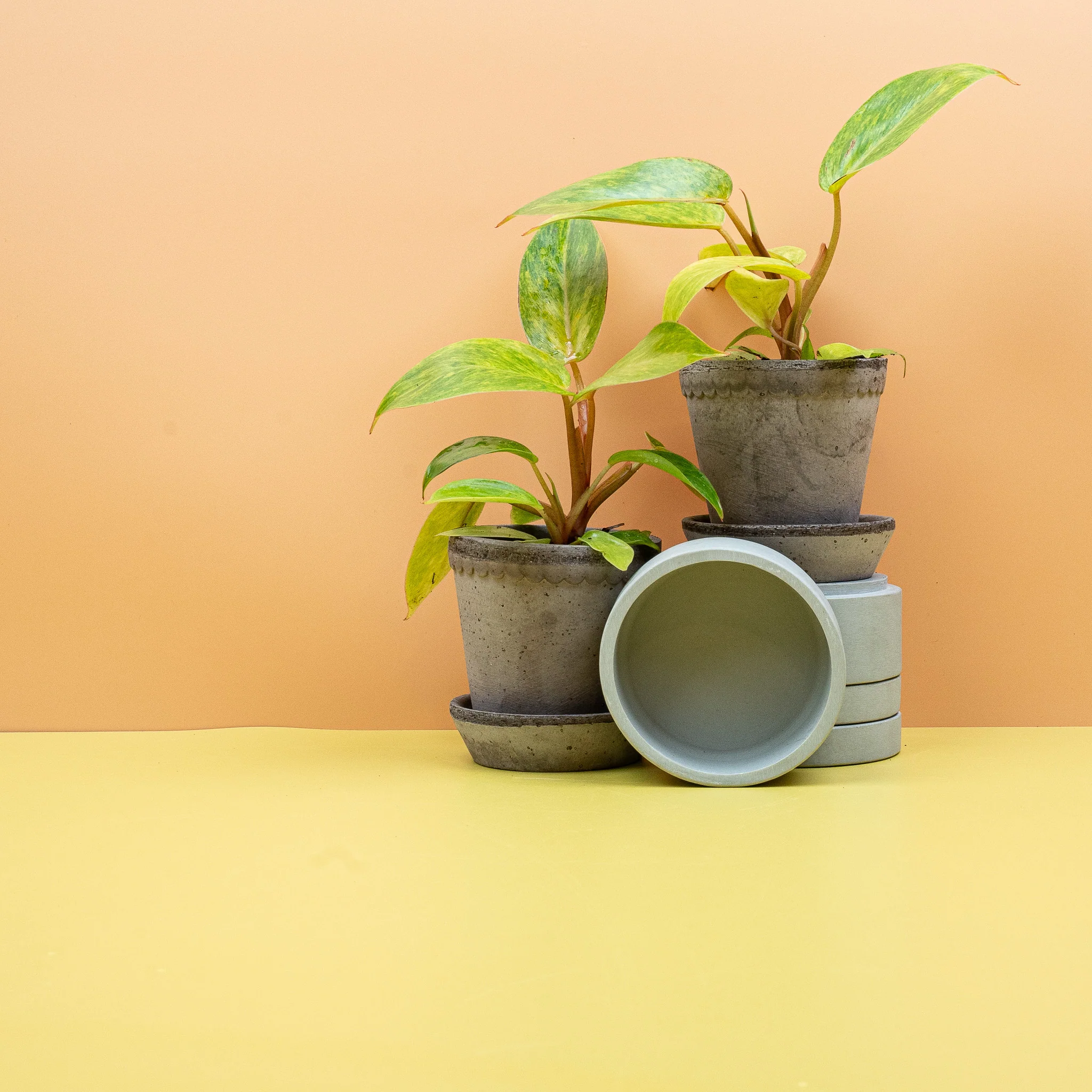 PHILODENDRON PAINTED LADY - Image 9