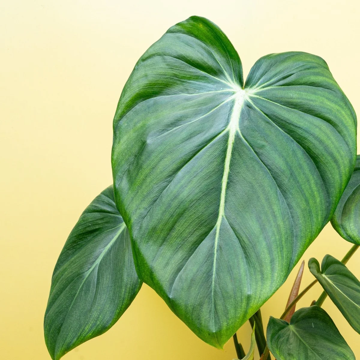PHILODENDRON PASTAZANUM - Image 4