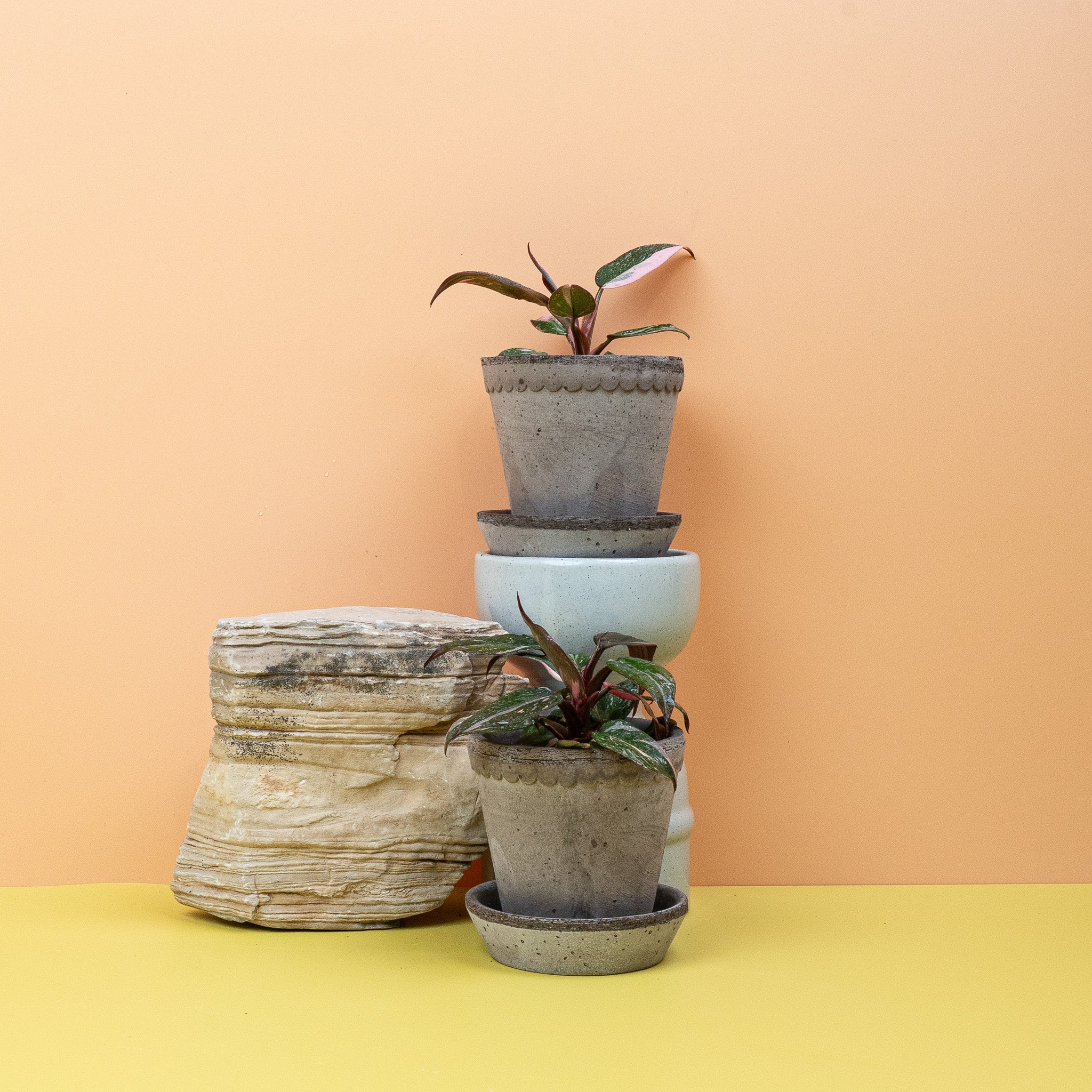 PHILODENDRON PINK PRINCESS - Image 15