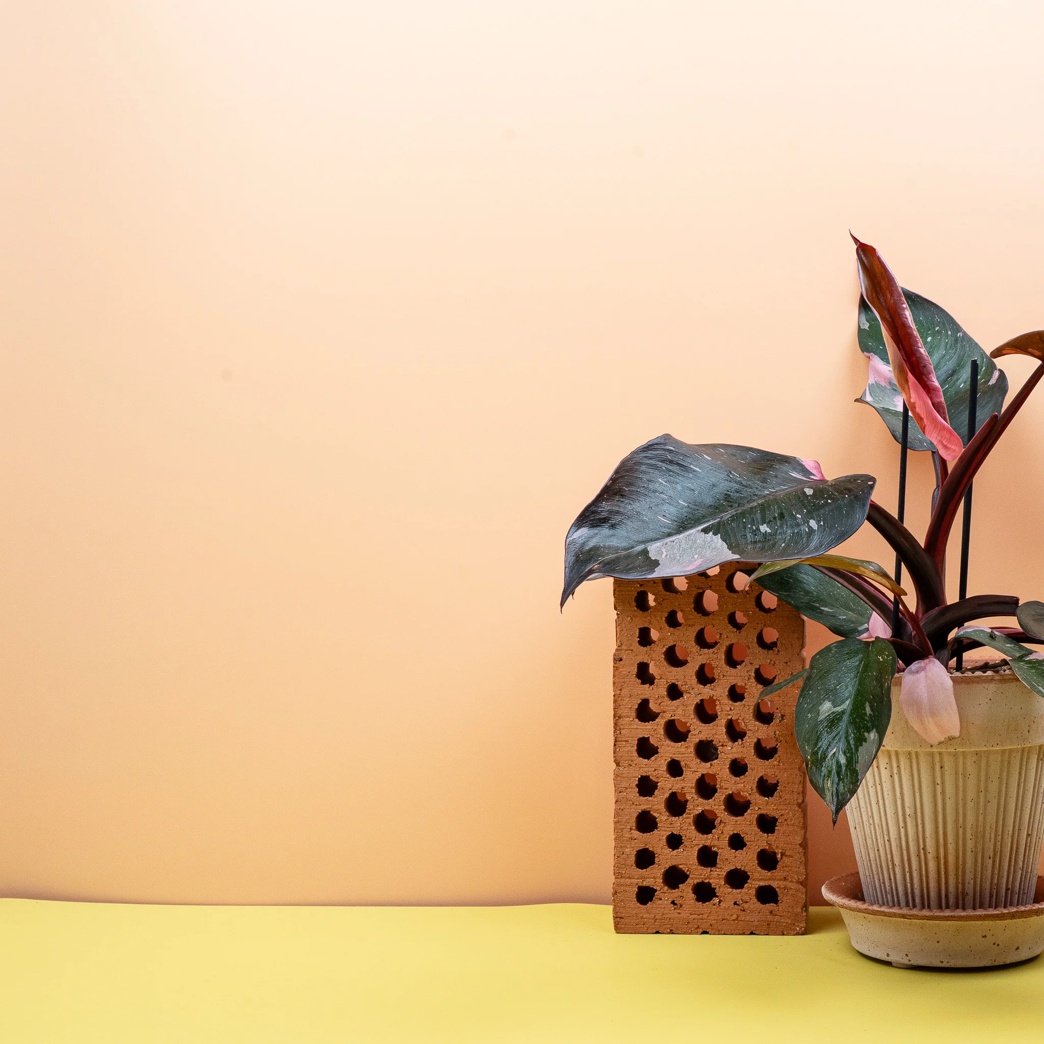 PHILODENDRON PINK PRINCESS - Image 3