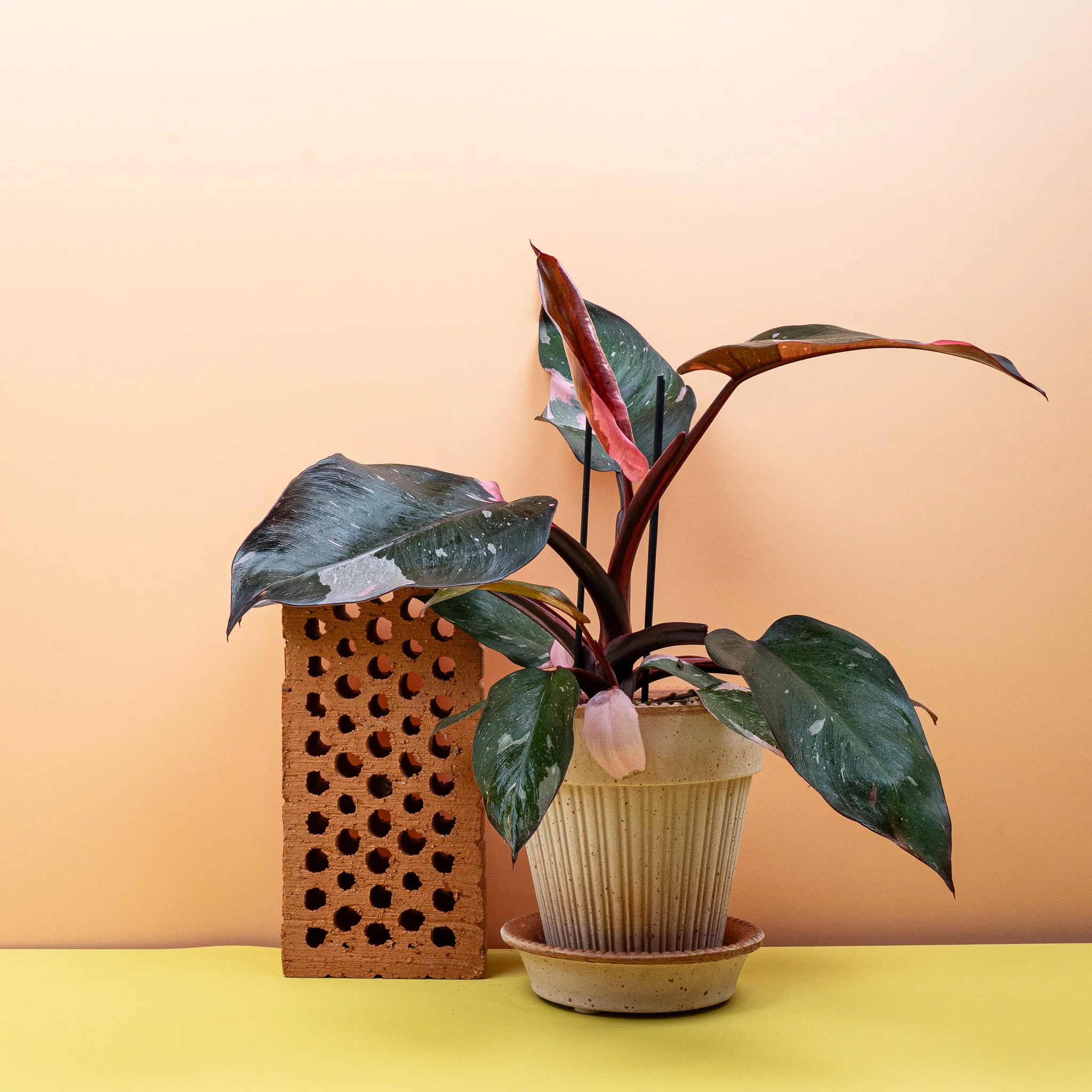 PHILODENDRON PINK PRINCESS - Image 4