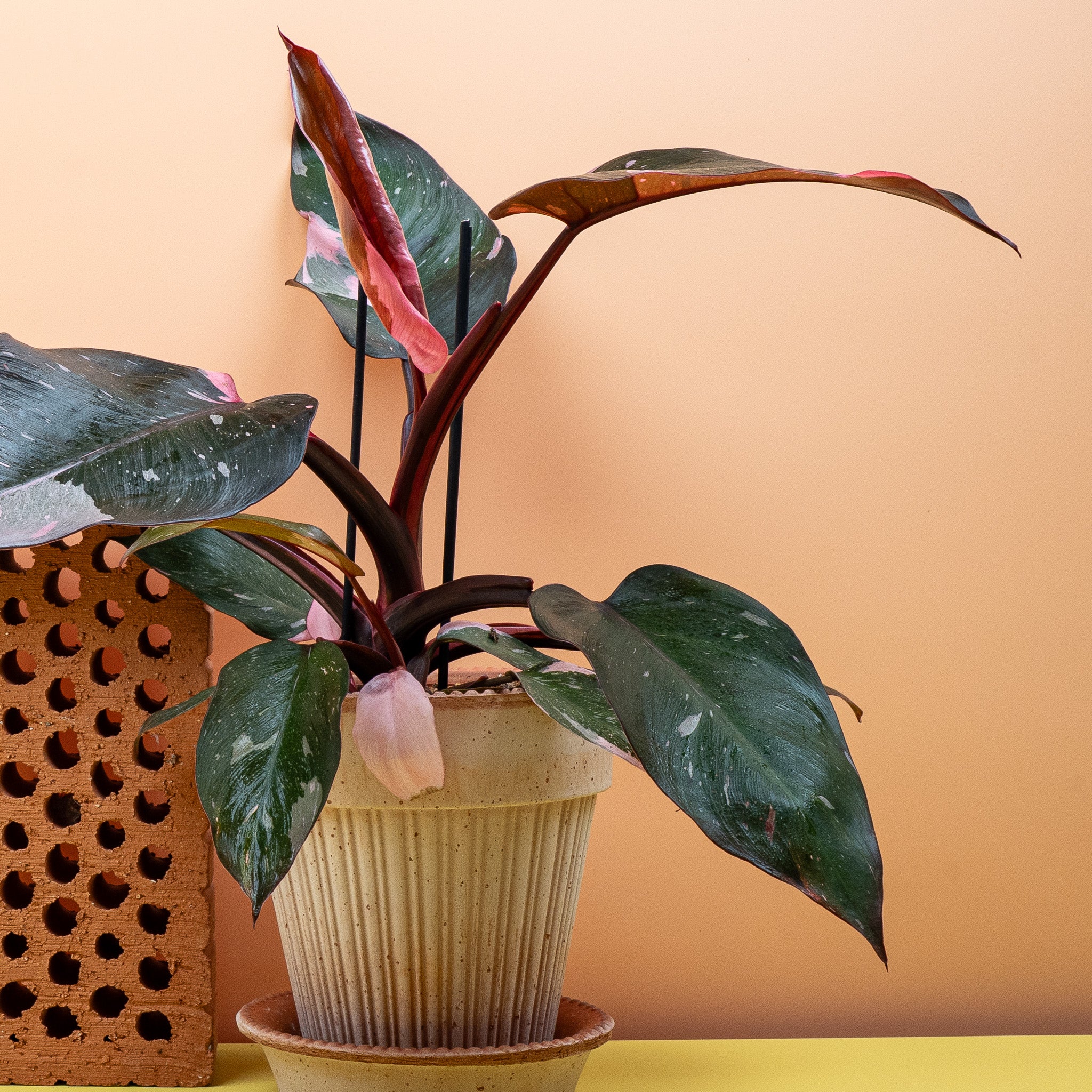 PHILODENDRON PINK PRINCESS - Image 5