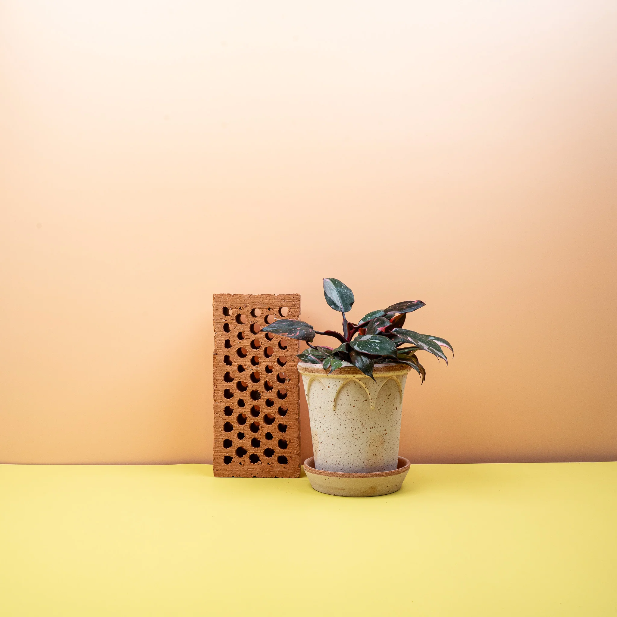 PHILODENDRON PINK PRINCESS - Image 6