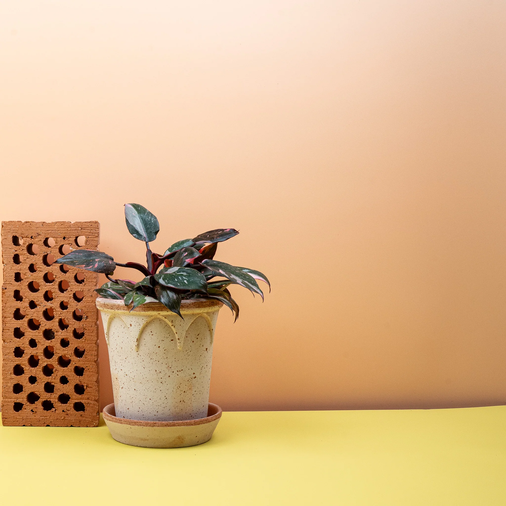 PHILODENDRON PINK PRINCESS - Image 7