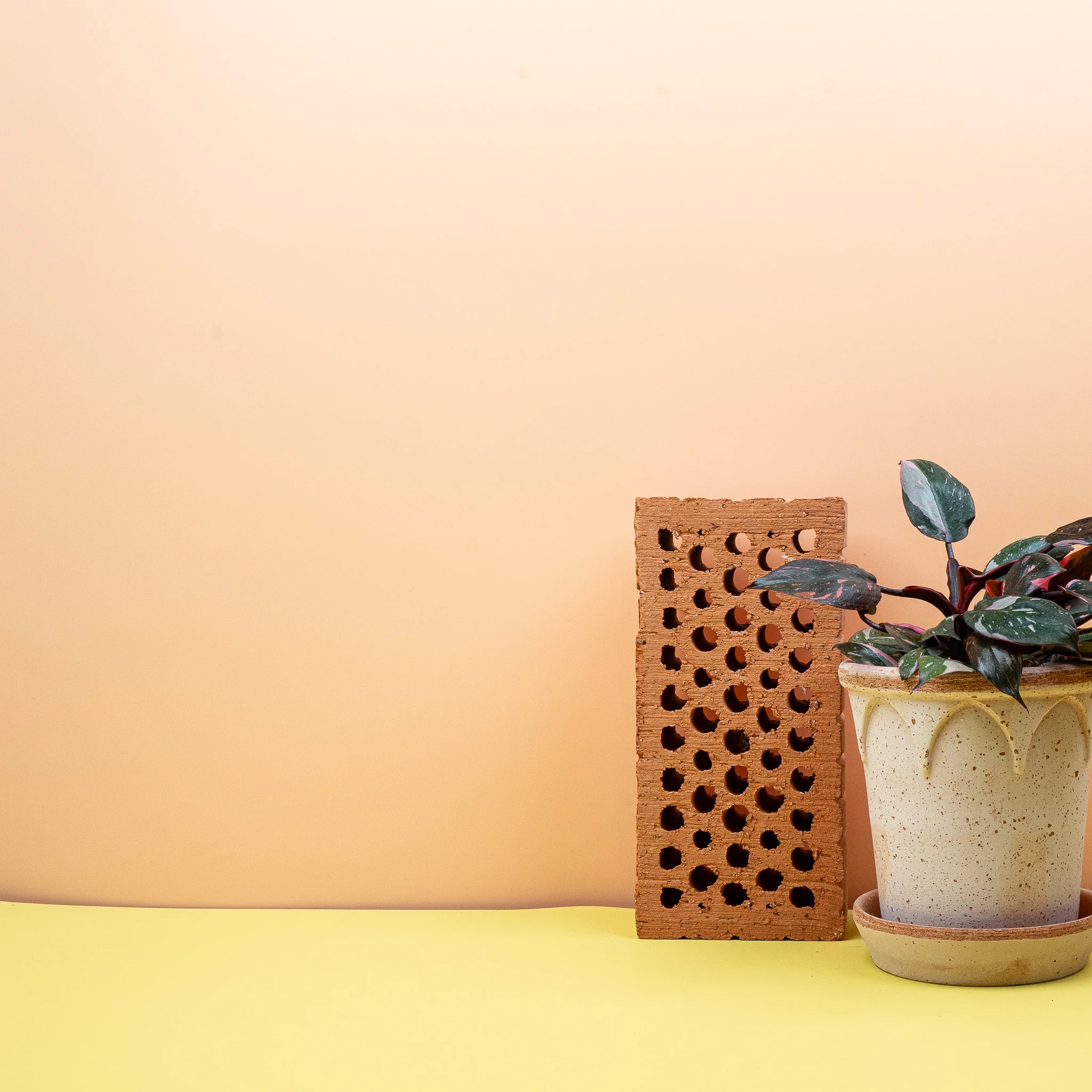 PHILODENDRON PINK PRINCESS - Image 8
