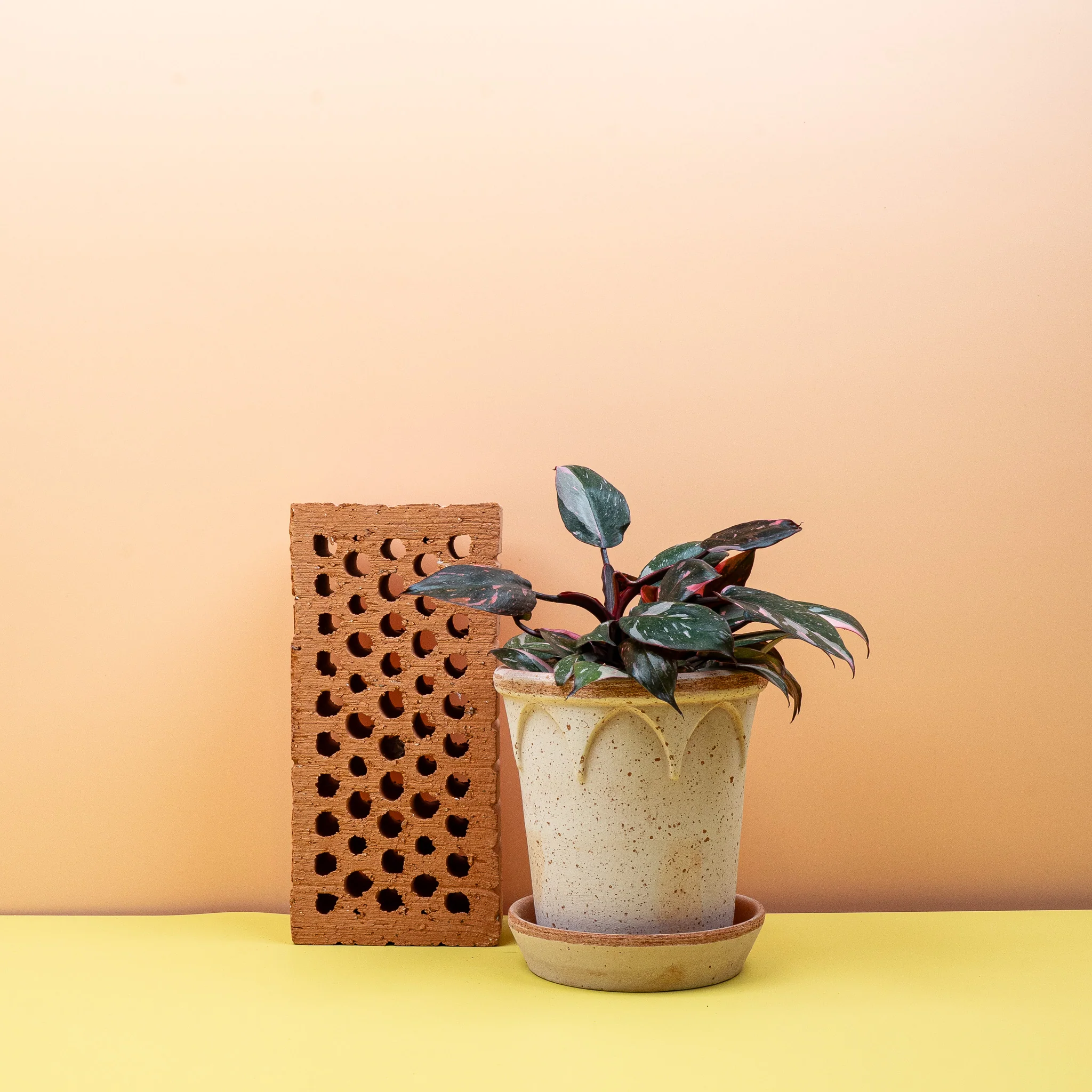 PHILODENDRON PINK PRINCESS - Image 9