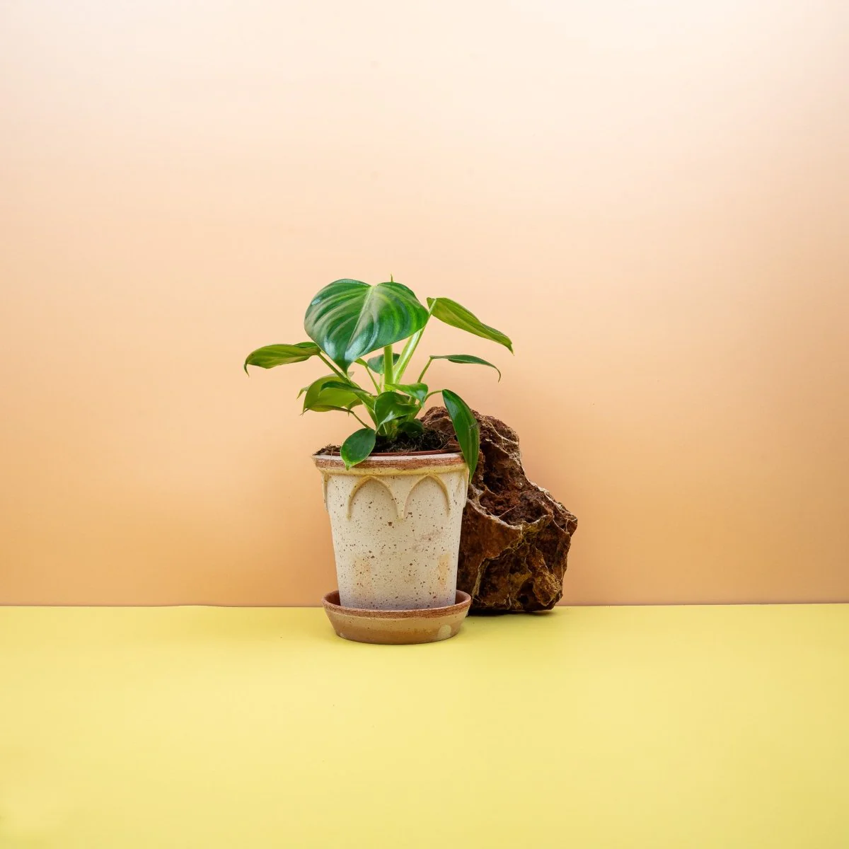 PHILODENDRON PITTIERI