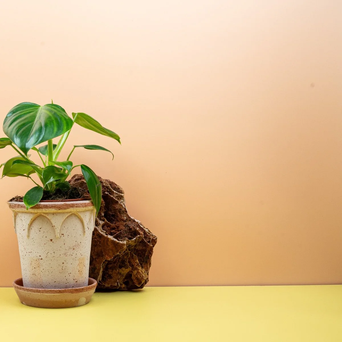 PHILODENDRON PITTIERI - Image 2