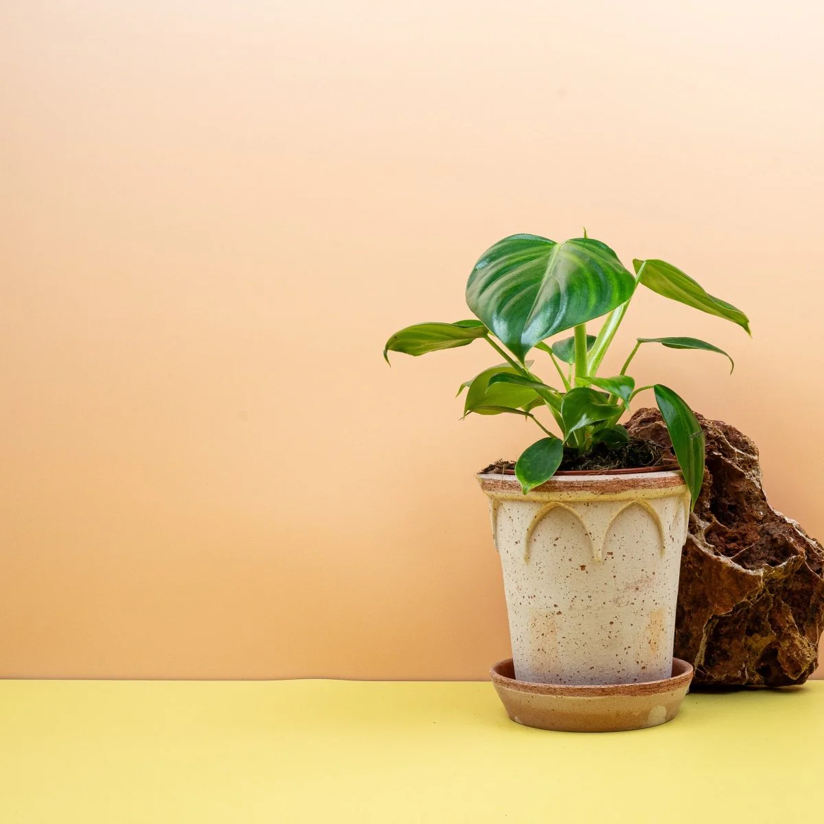 PHILODENDRON PITTIERI - Image 3